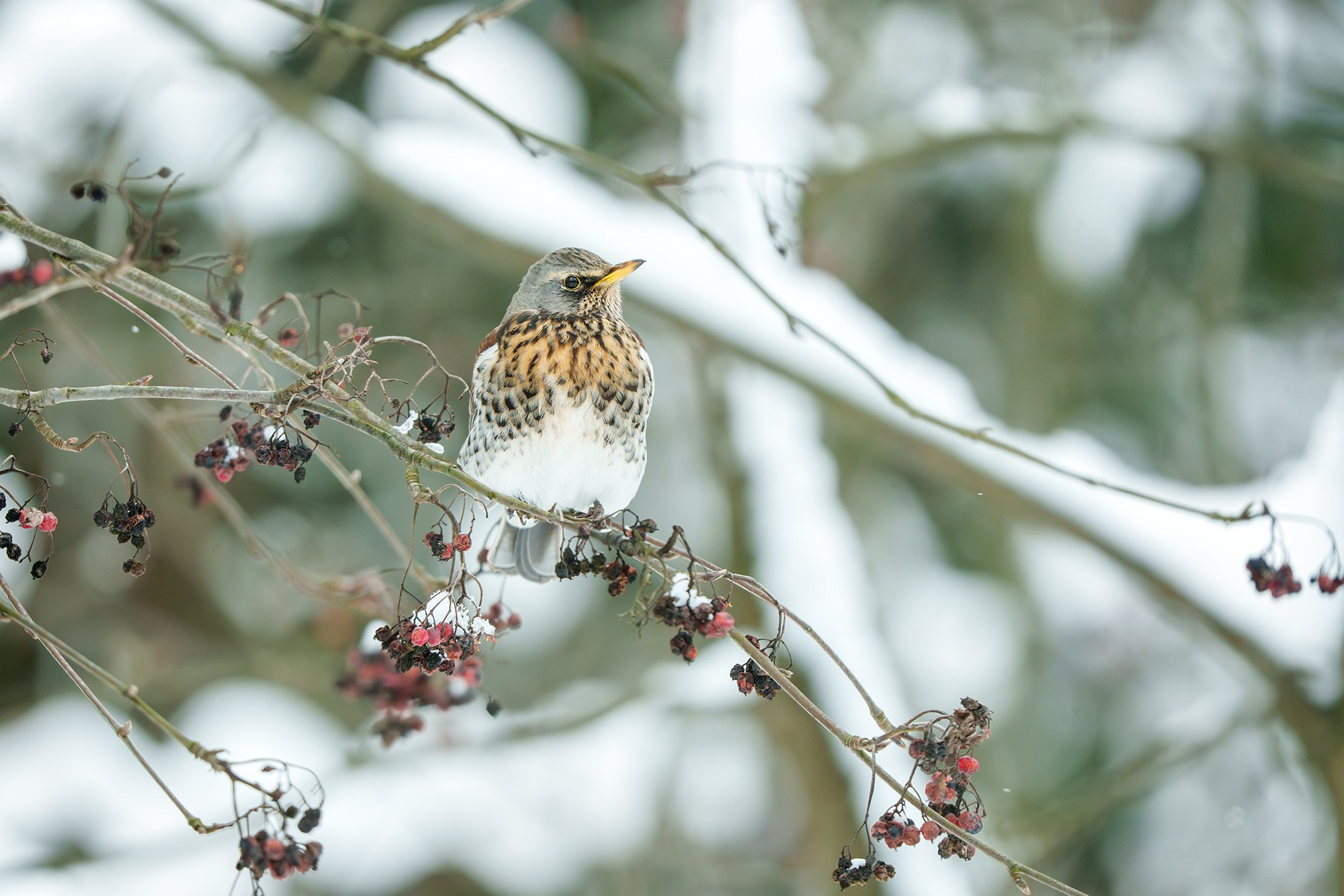 Удивительные мир птиц. Вокруг нас столько прекрасного — присмотритесь!. Ваш личный фотограф Марина Волкова