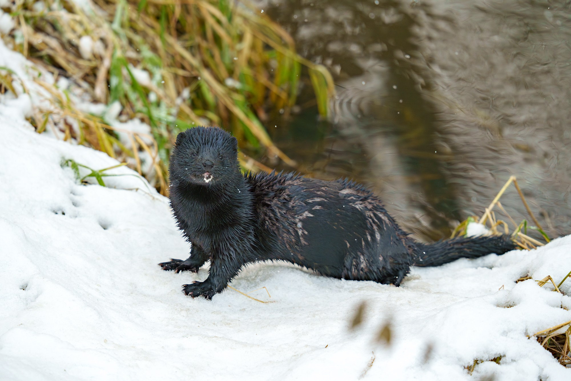 Животные. Ваш личный фотограф Марина Волкова