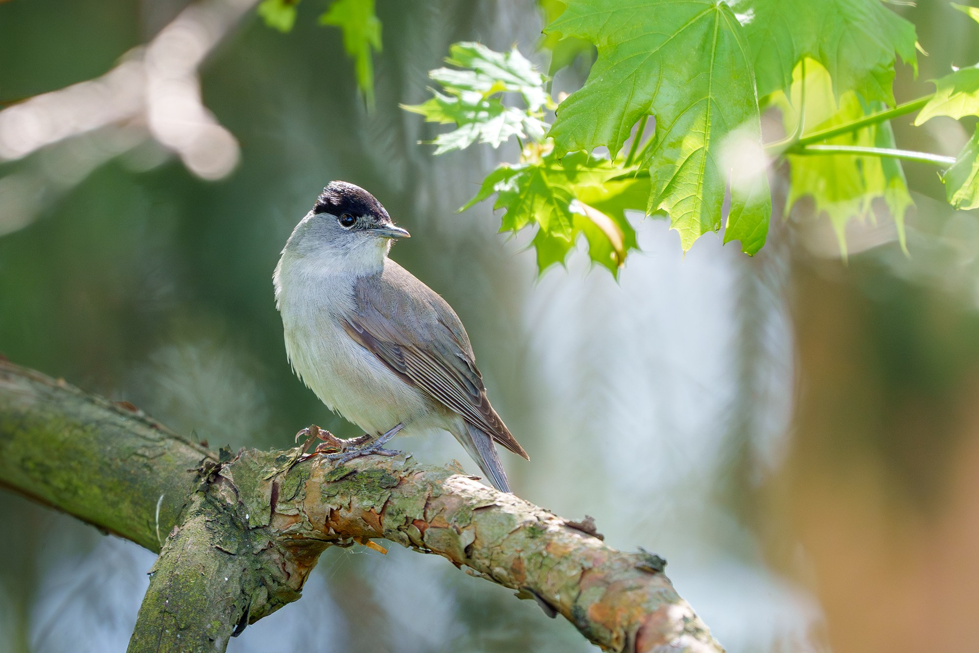 Удивительные мир птиц. Вокруг нас столько прекрасного — присмотритесь!. Ваш личный фотограф Марина Волкова