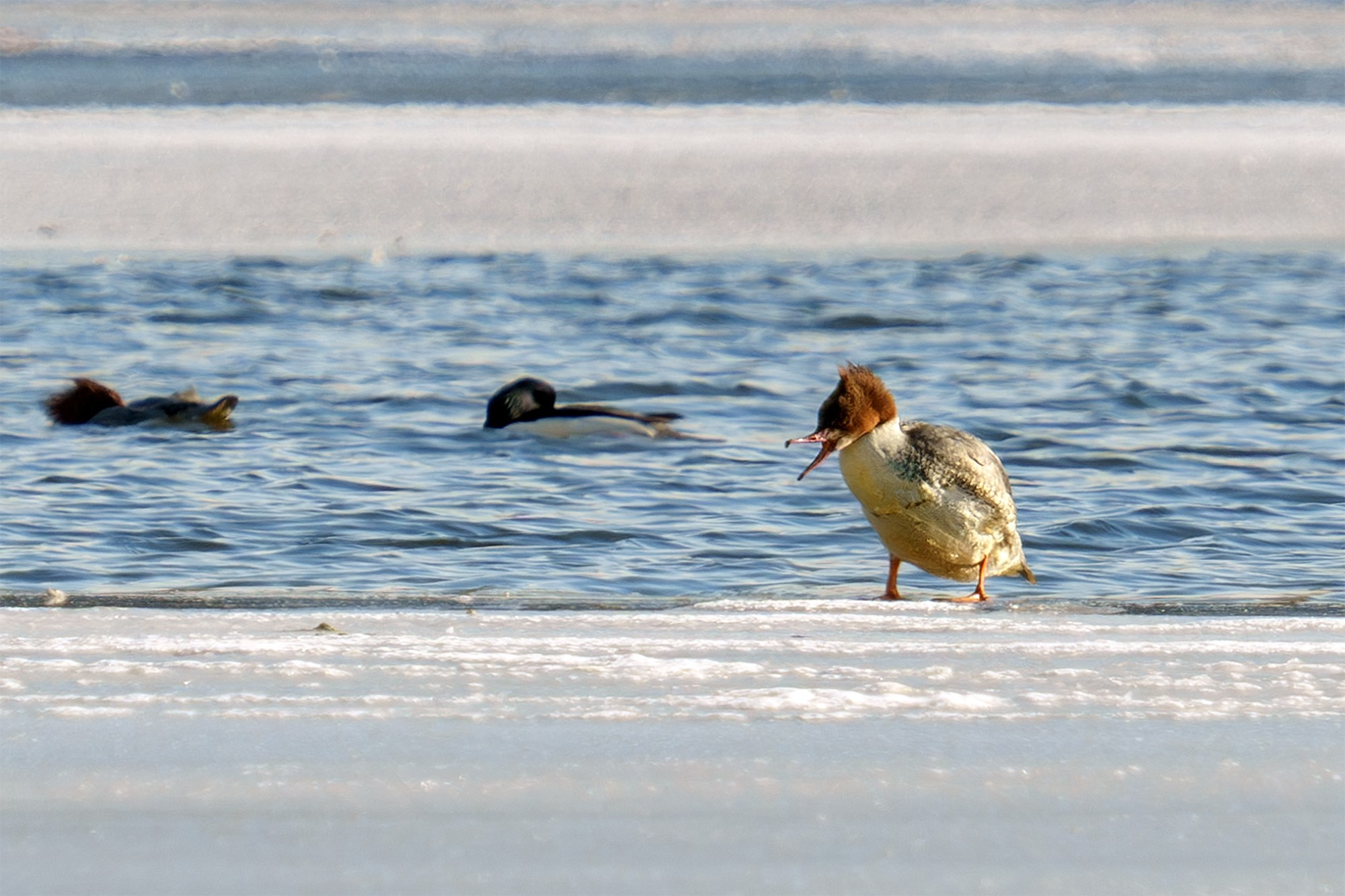 Удивительные мир птиц. Вокруг нас столько прекрасного — присмотритесь!. Ваш личный фотограф Марина Волкова