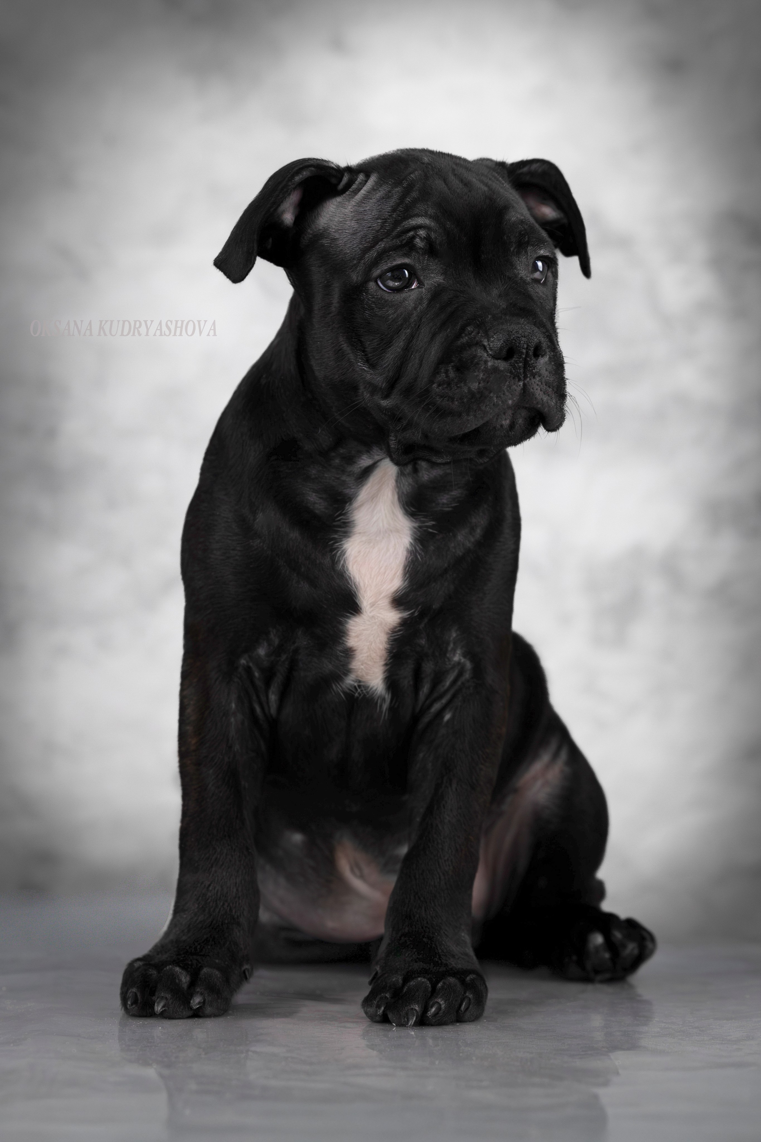 Щенки Стаффбуль. Фотограф 📸 анималист, предметный, репортажный