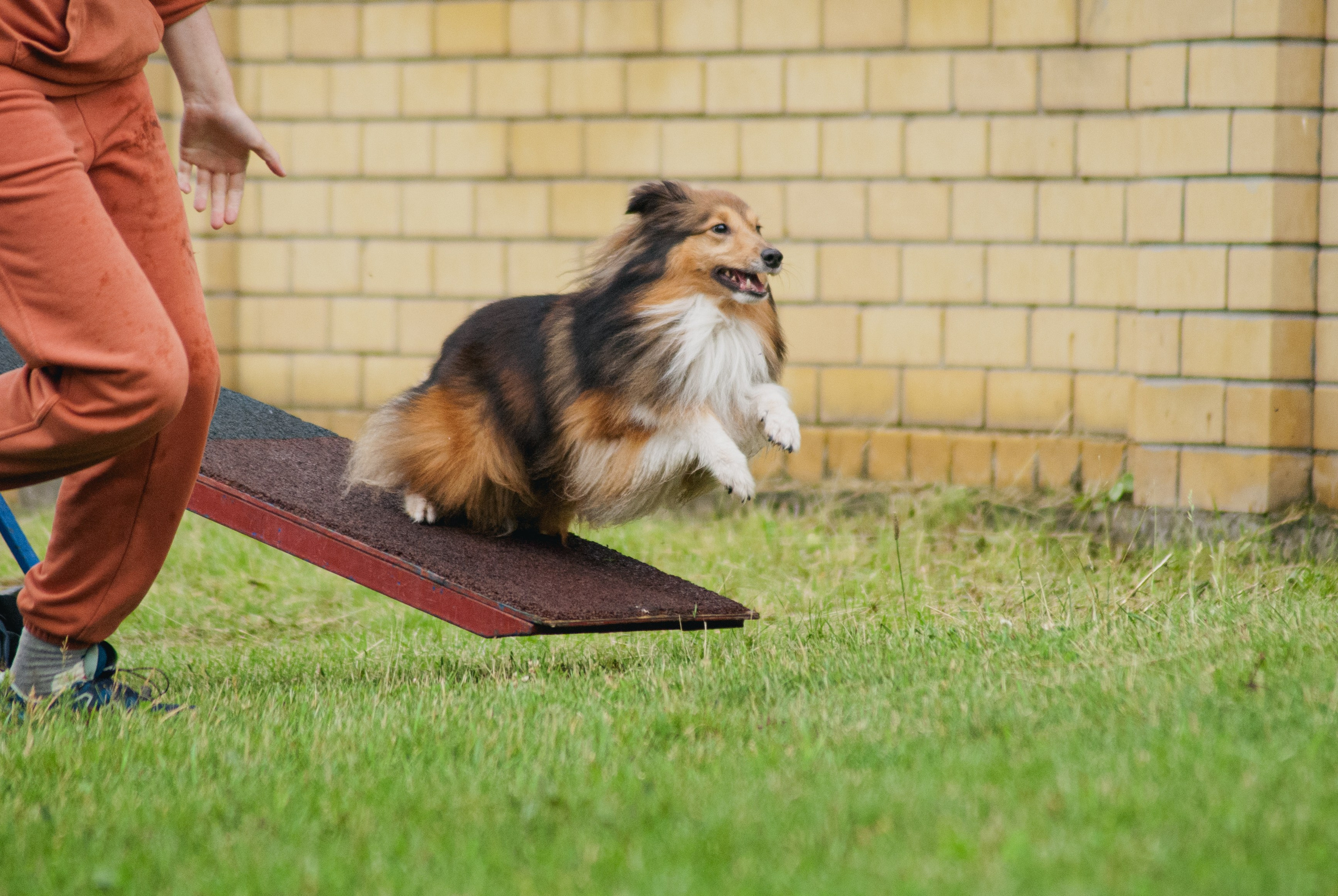 Аджилити. Фотограф в Тюмени Лизавета Сапицкая