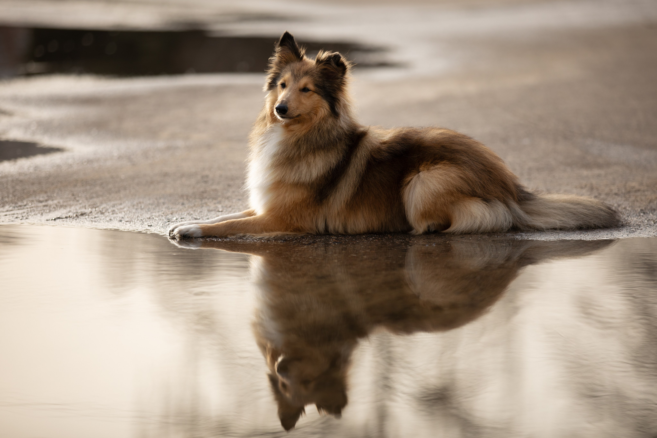 Фотограф-анималист в Москве и Московской области Татьяна Фролова