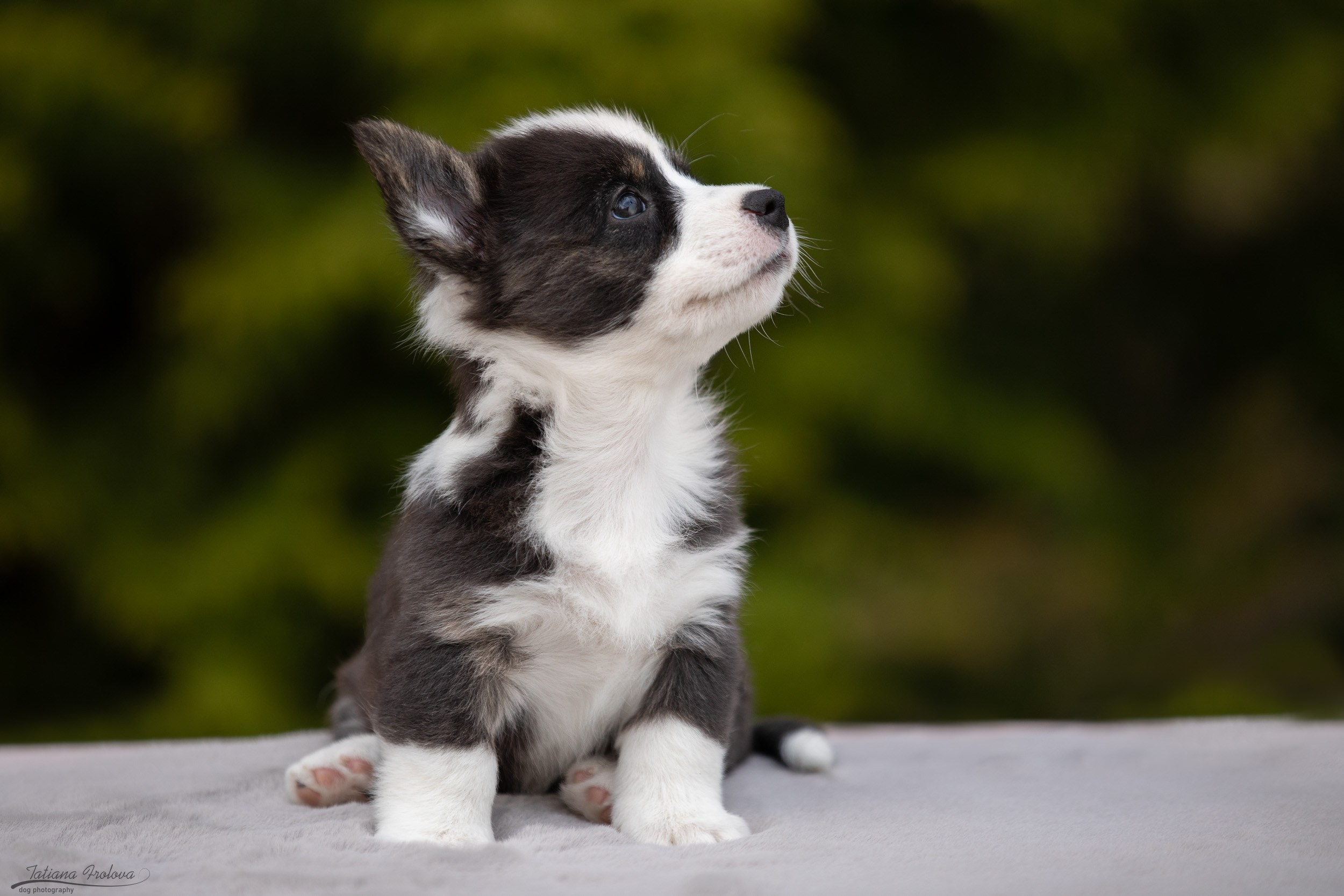 Съемка помета щенков для продажи на улице. Фотограф-анималист в Москве и Московской области Татьяна Фролова