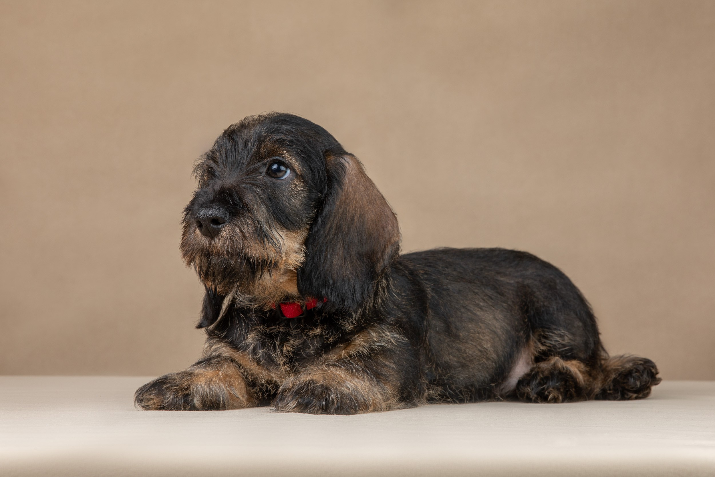 Съемка щенков жесткошерстной таксы на бежевом фоне в ящике. Фотограф-анималист в Москве и Московской области Татьяна Фролова