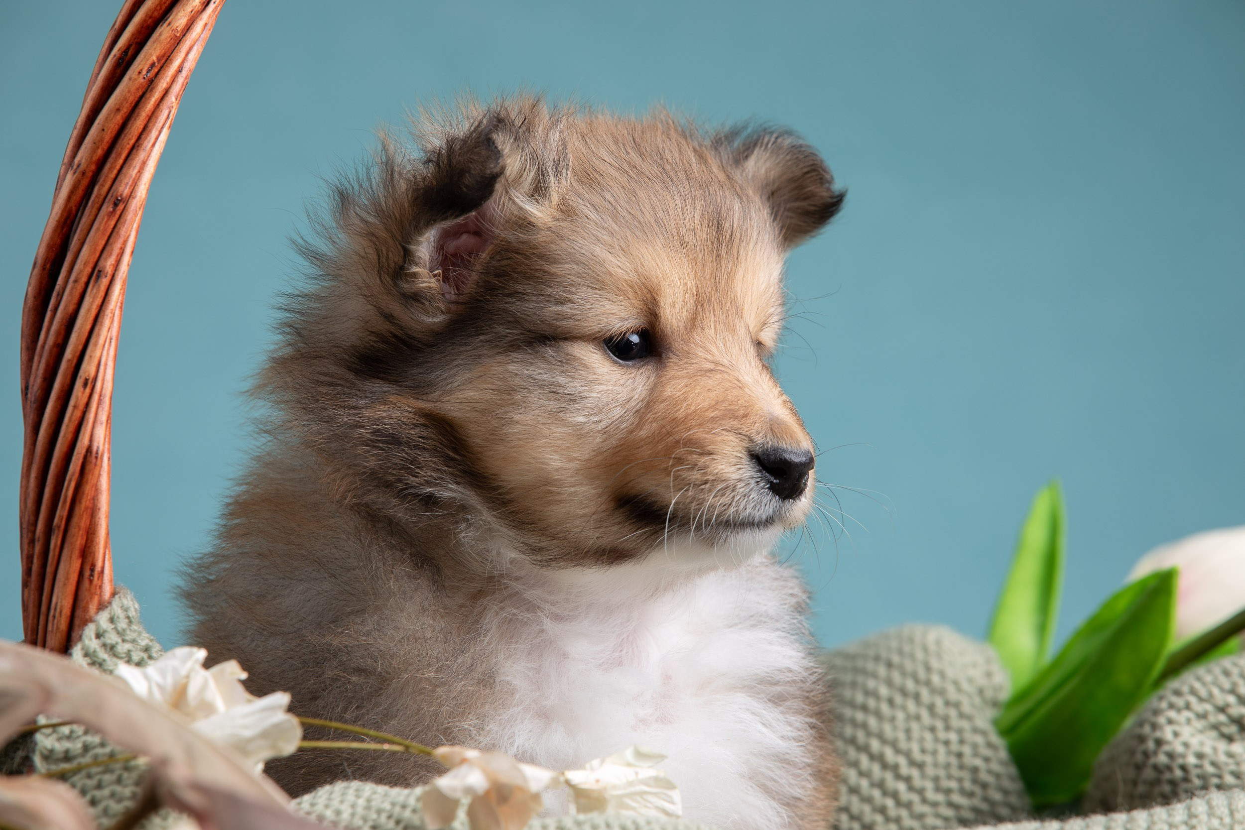 Фото соболиных щенков шелти в возрасте 7 недель на голубом фоне. Фотограф-анималист в Москве и Московской области Татьяна Фролова