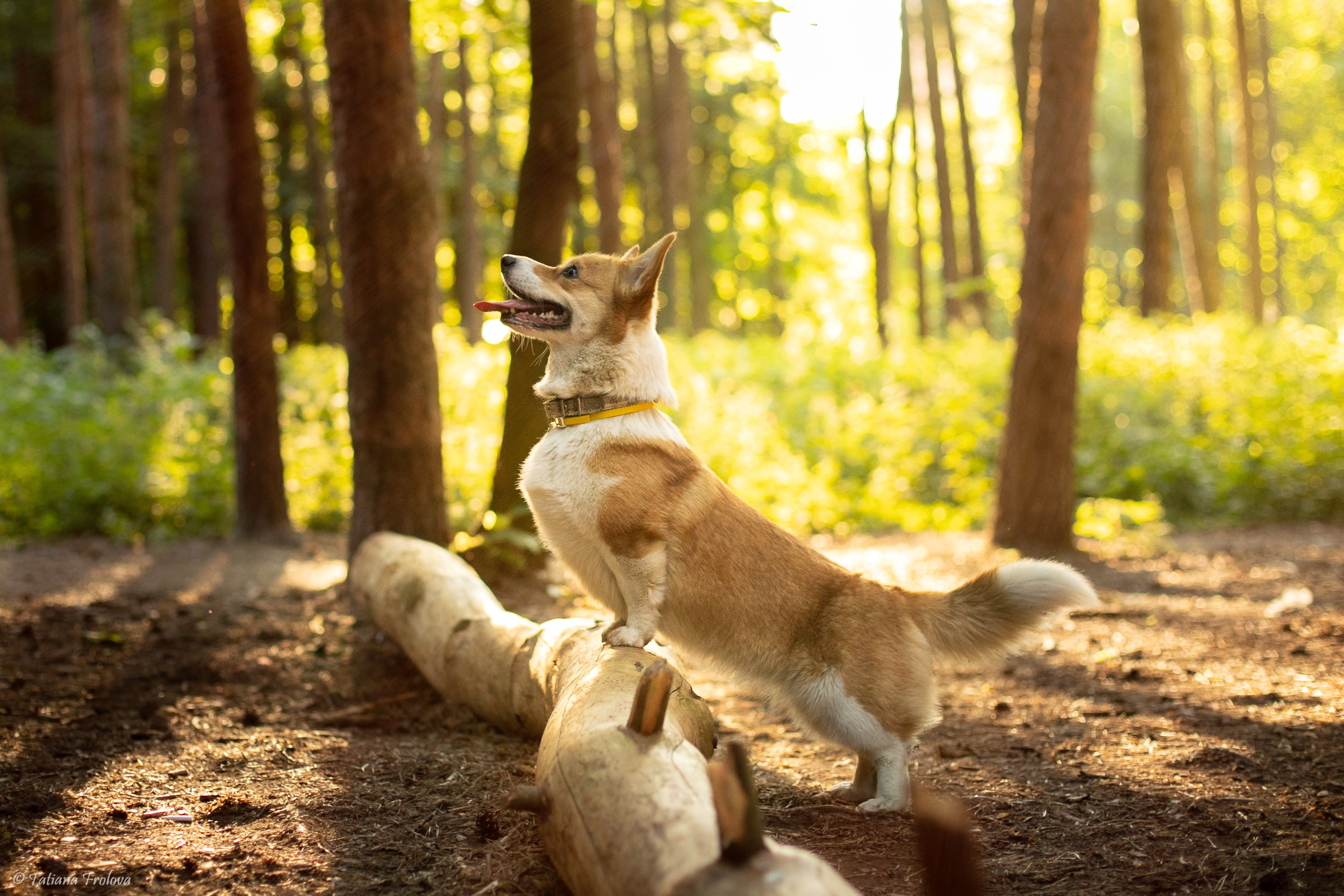 Фотографии собаки с хозяйкой в парке летним вечером. Фотограф-анималист в Москве и Московской области Татьяна Фролова