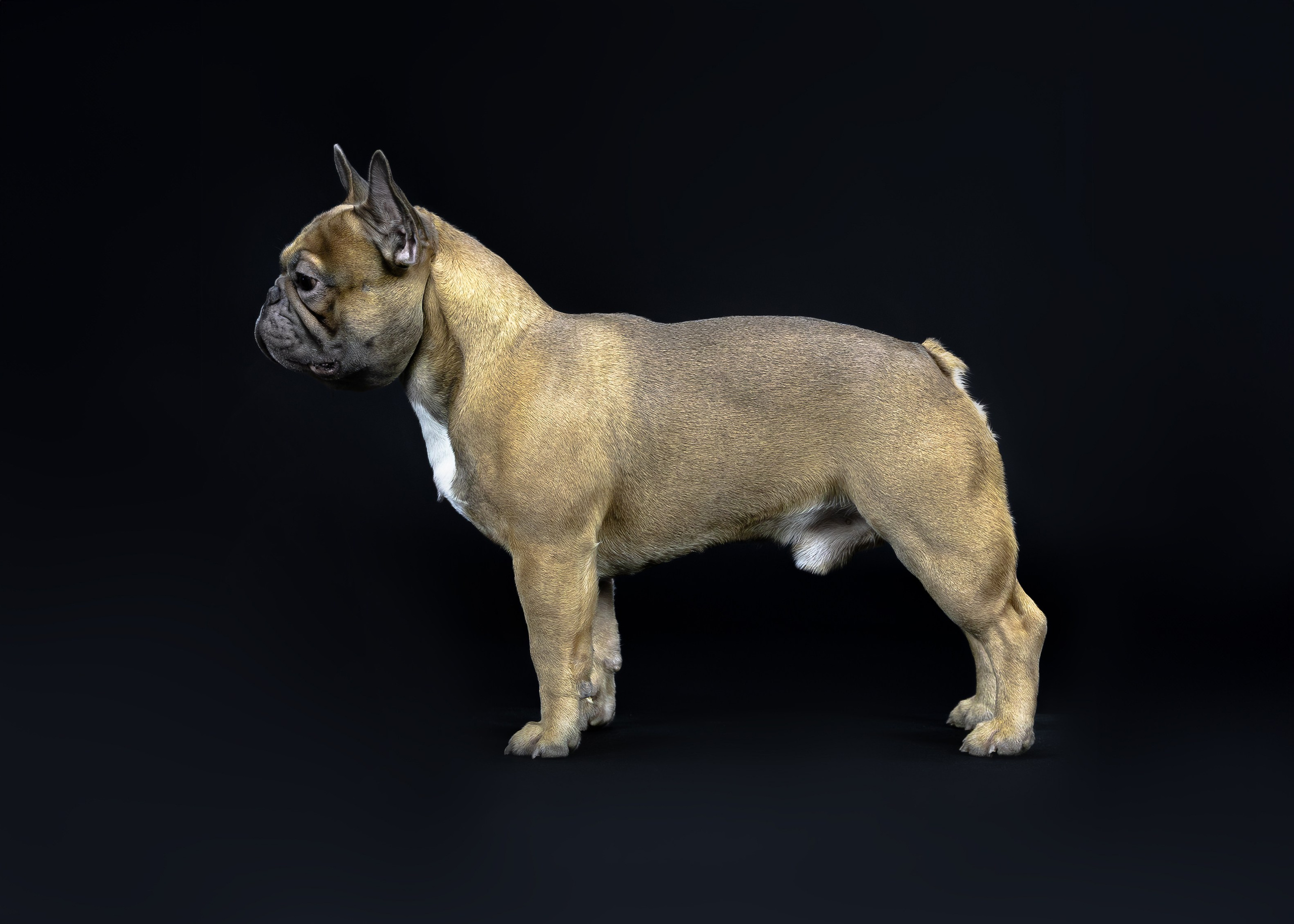 Студия. Главная