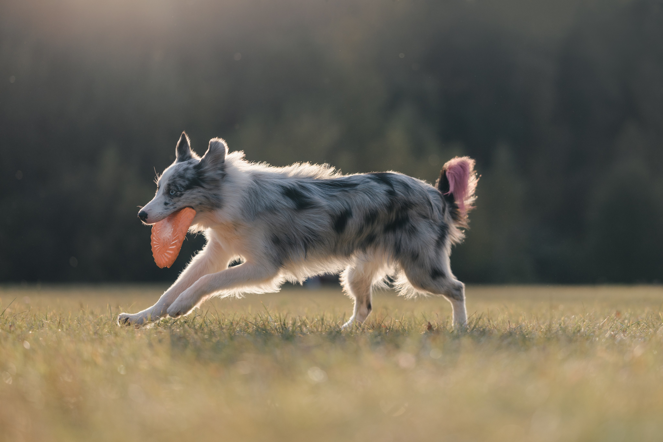 Бордерколли и фрисби. Фотограф Анималист в Москве Анастасия Жучкова