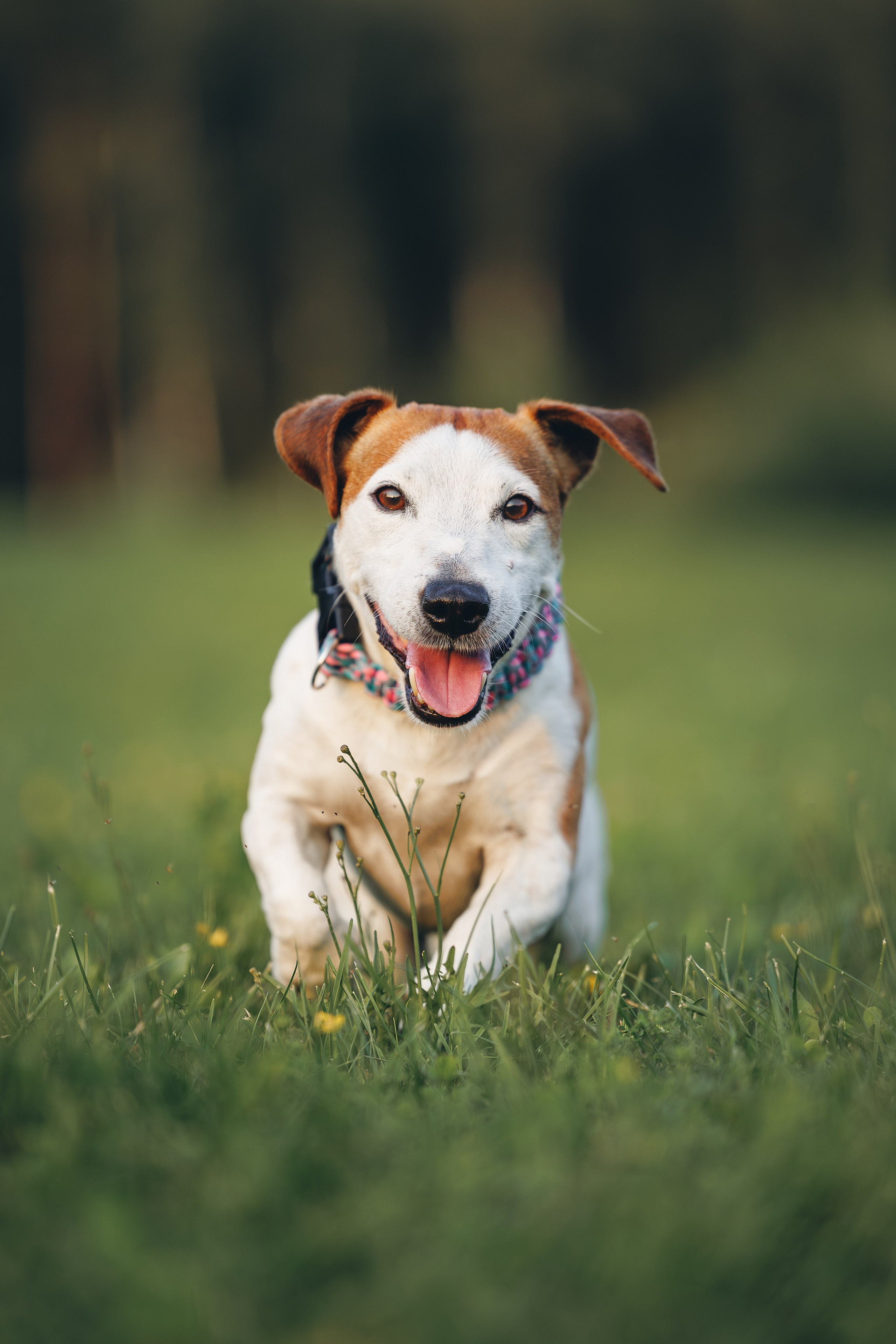Юлиана и Риф (в обработке). Фотограф Анималист в Москве Анастасия Жучкова