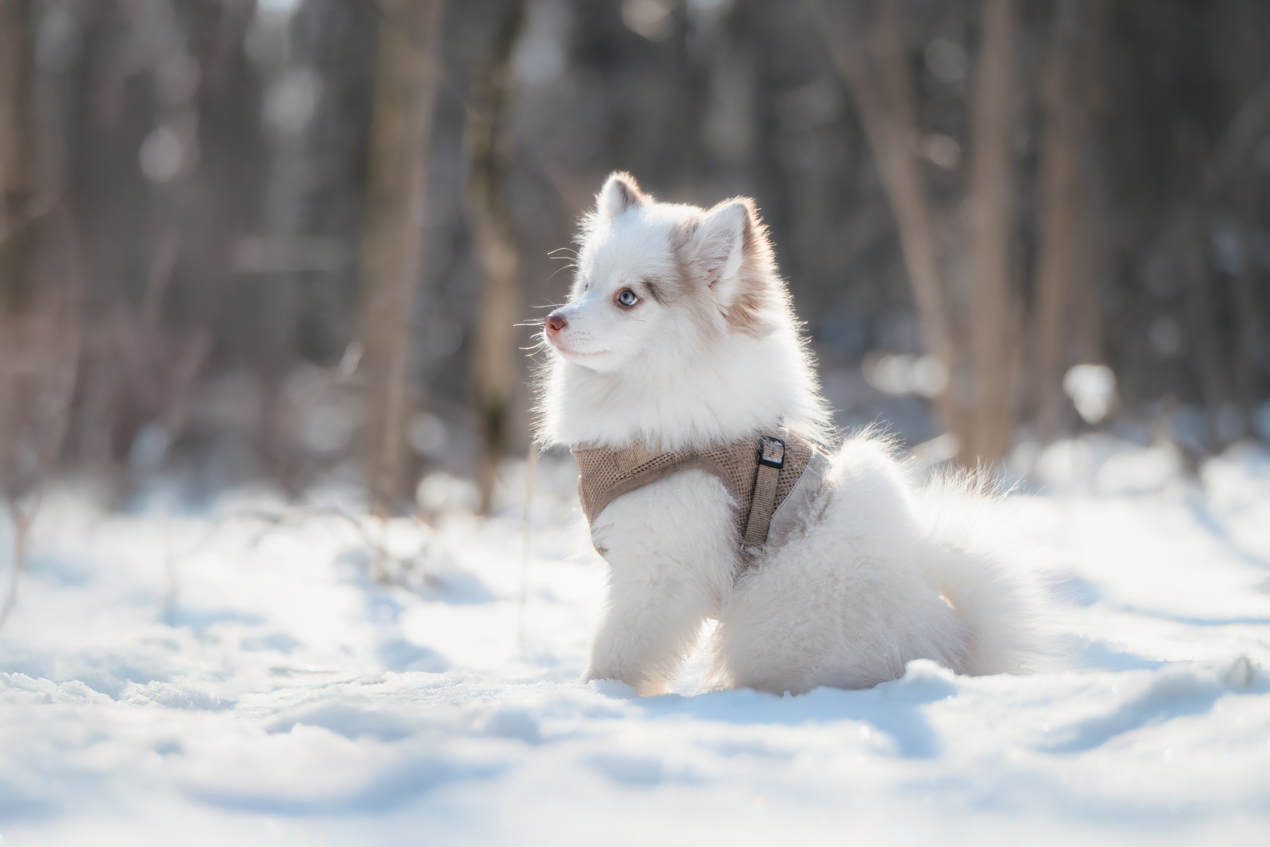 4 щенка помски. Прогулка в лесу. Фотограф Анималист в Москве Анастасия Жучкова