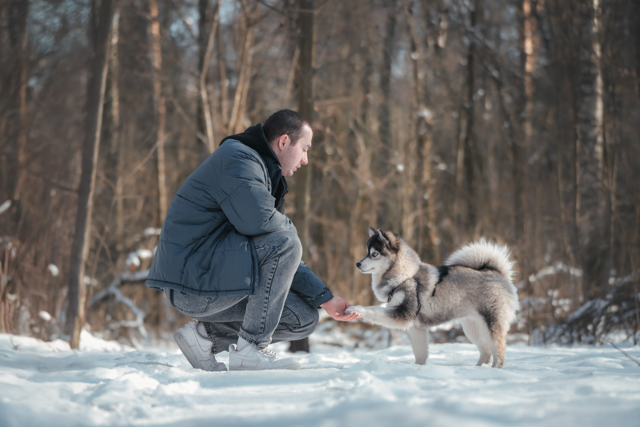 Виктория и 4 помски. Фотограф Анималист в Москве Анастасия Жучкова