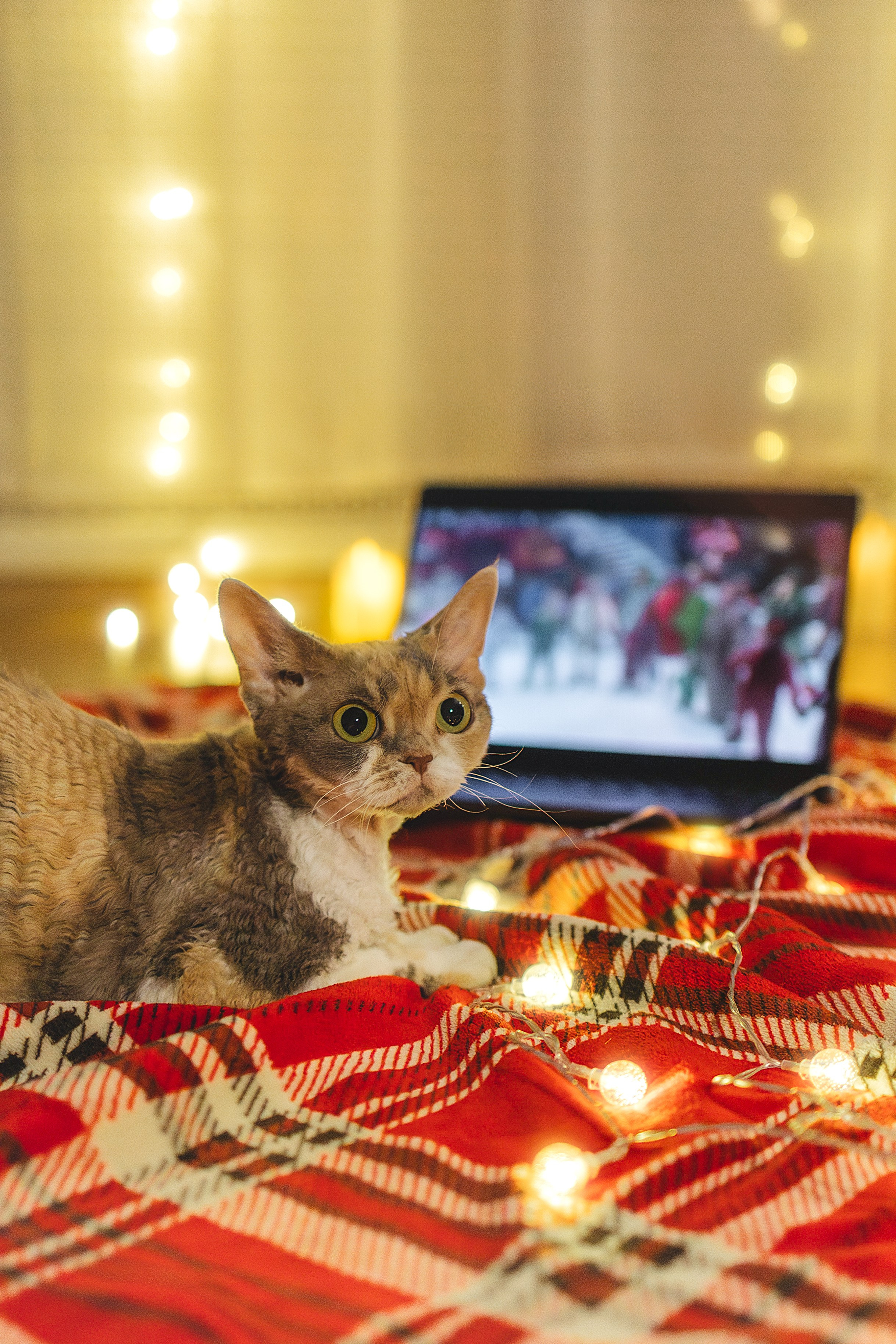 Домашняя новогодняя. Фотограф Анималист в Москве Анастасия Жучкова