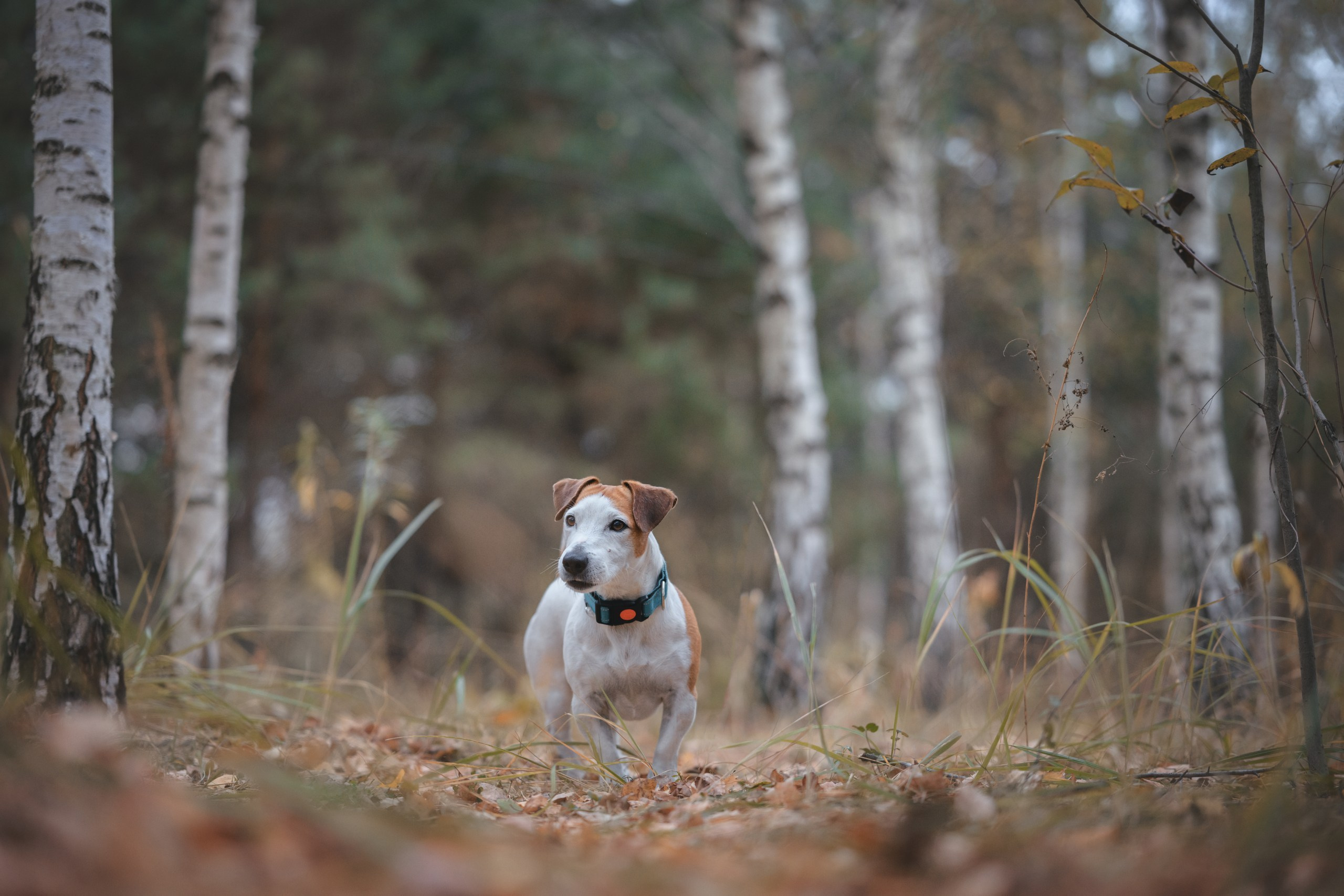 Юлиана и Риф. Фотограф Анималист в Москве Анастасия Жучкова