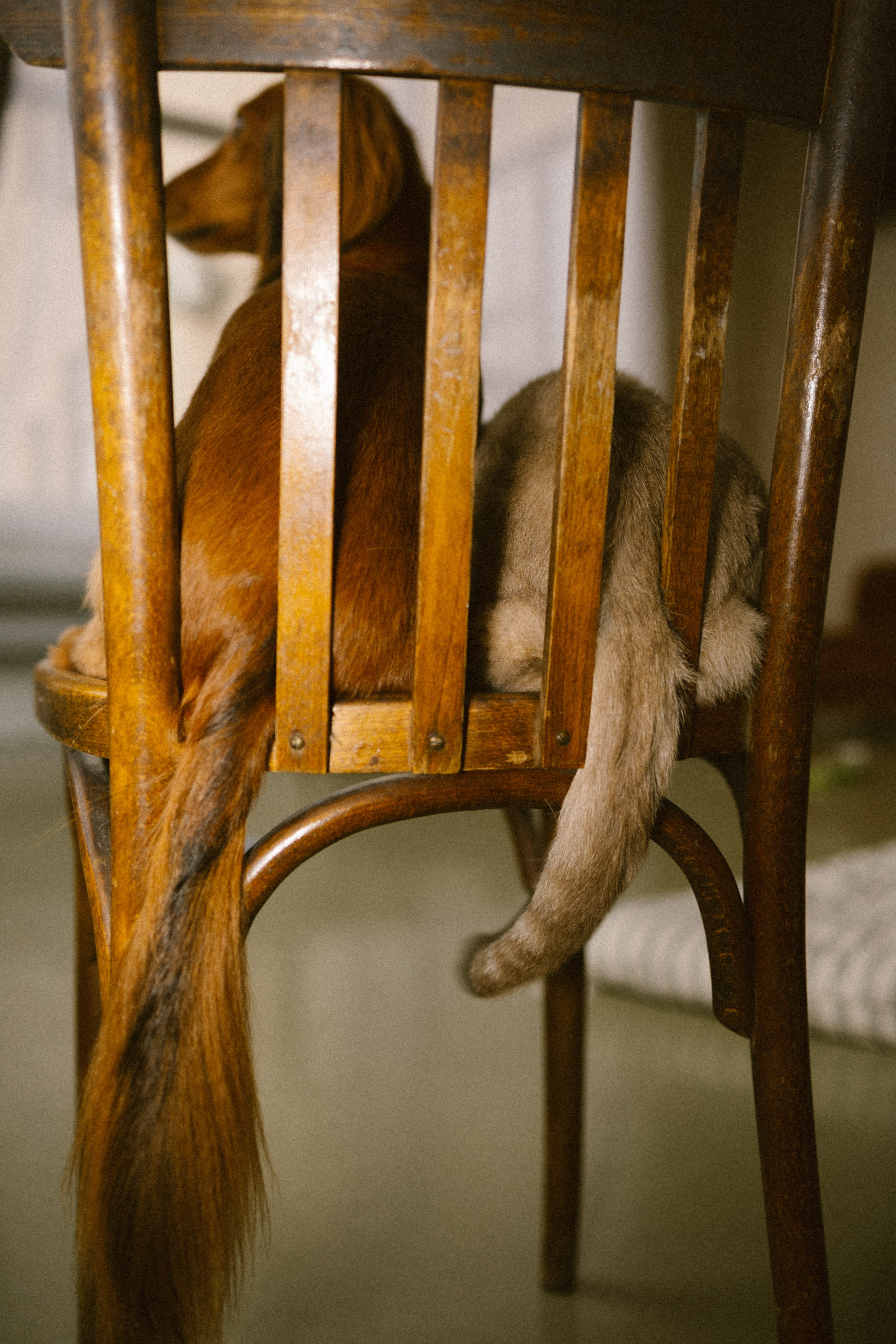 Марина, Липа, Бейлиз. Главная