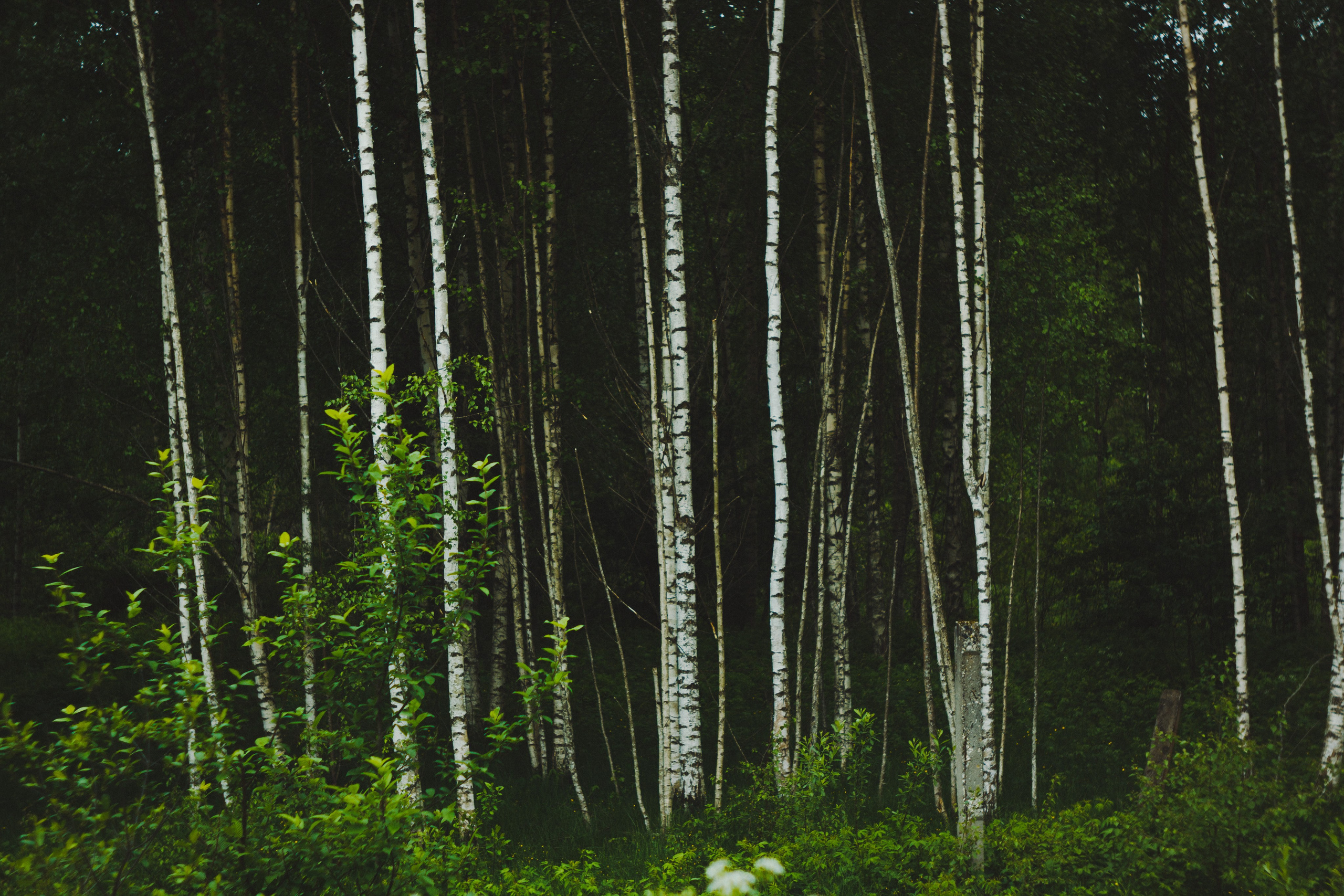 Zarechye. Den Mirov — Photographer, Musician