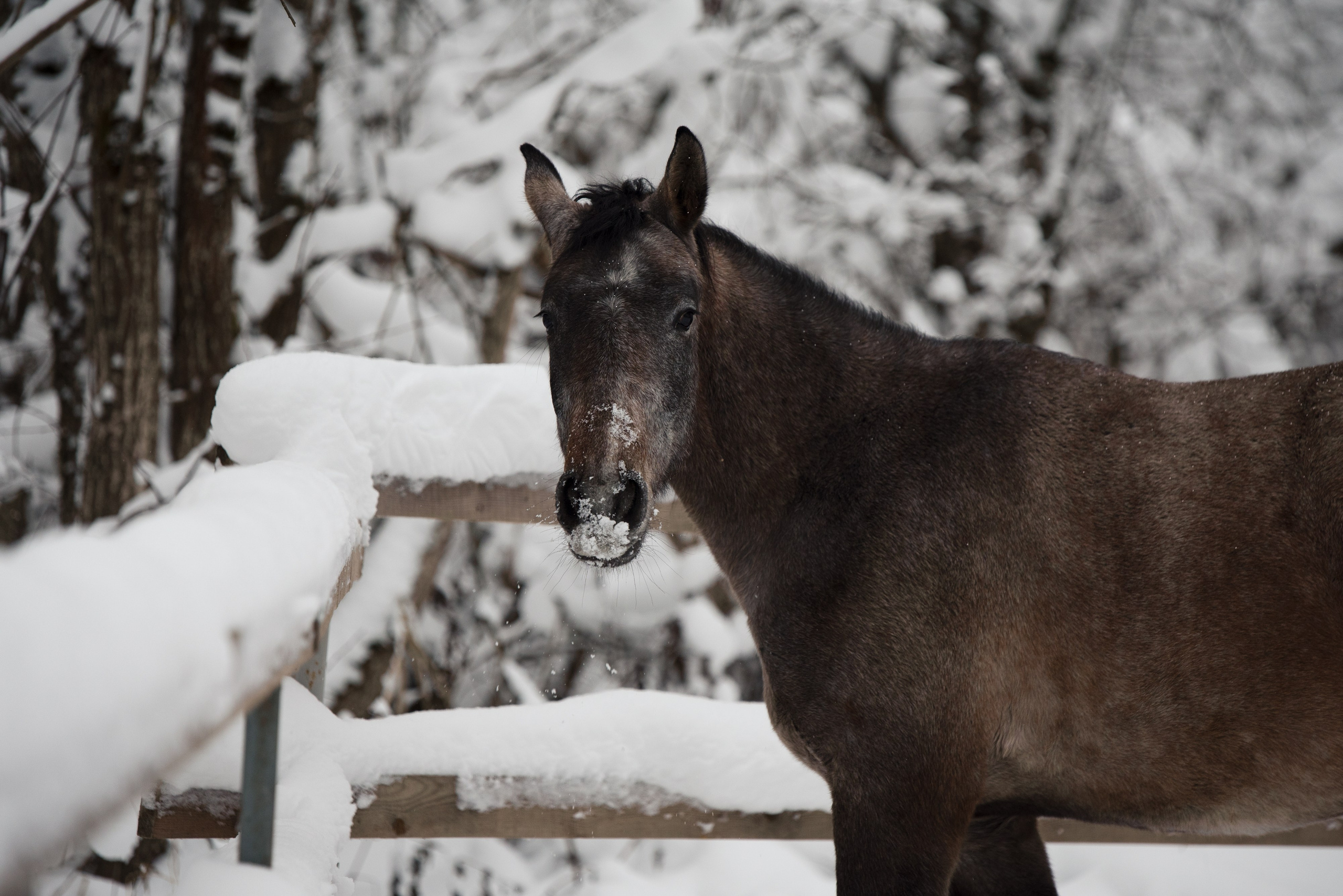 Портрет лошади, лошадь, конь, фото лошади, фотография лошади, конный фотограф, съемка лошадей, фотограф лошадей, конная фотография, конный фотограф, конный фотограф в спб, профессиональный фотограф спб, фотограф спб, ахалтекинец, рысак, спортивная лошадь, конный клуб, фотосессия с лошадьми, тракененская лошадь, зима, лошадь зимой, пейзаж, зимний лес свободные лошади, орловец, орловский рысак, орловская рысистая порода, рысак