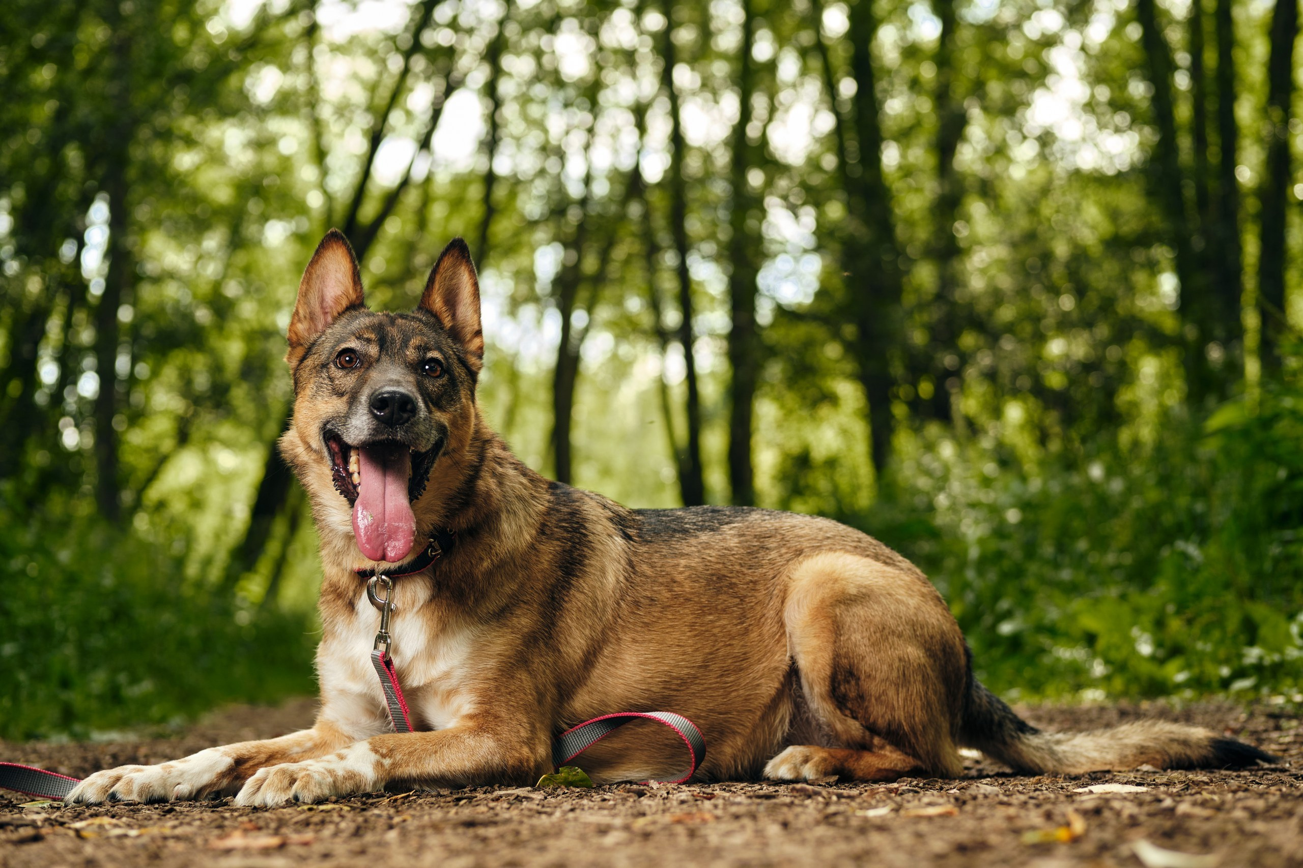 Фотосессия  для паши пса. Профессиональный фотограф в Москве — Максим Дьяконов