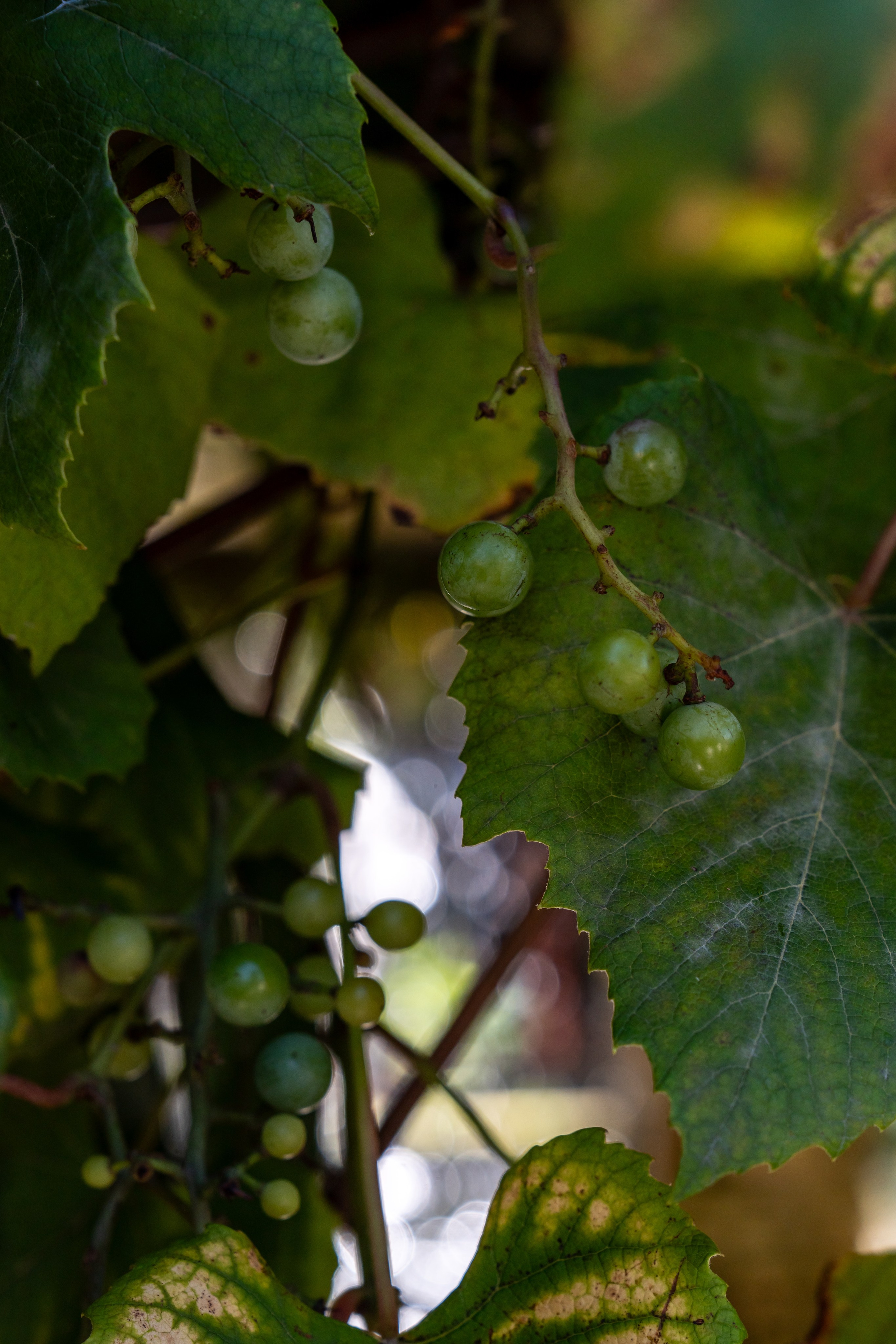 Mice мероприятие — тур по Абхазии. Репортажный фотограф в Красной Поляне и Сочи Павлюченко Екатерина