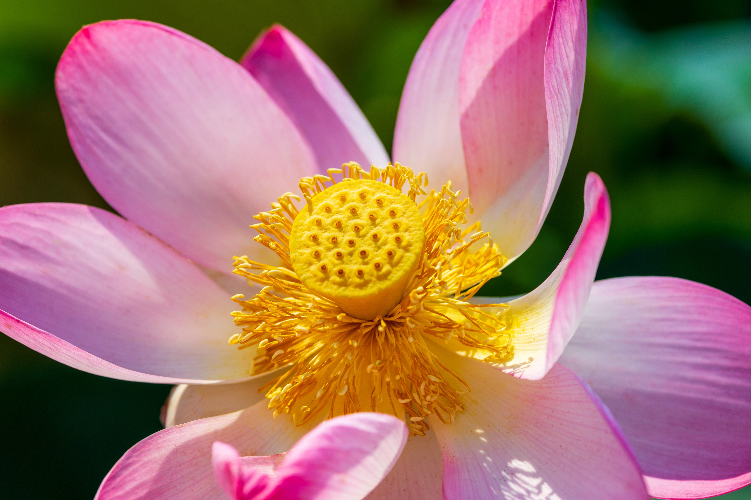 ЛОТОСЫ. Фотограф Владимир Роля