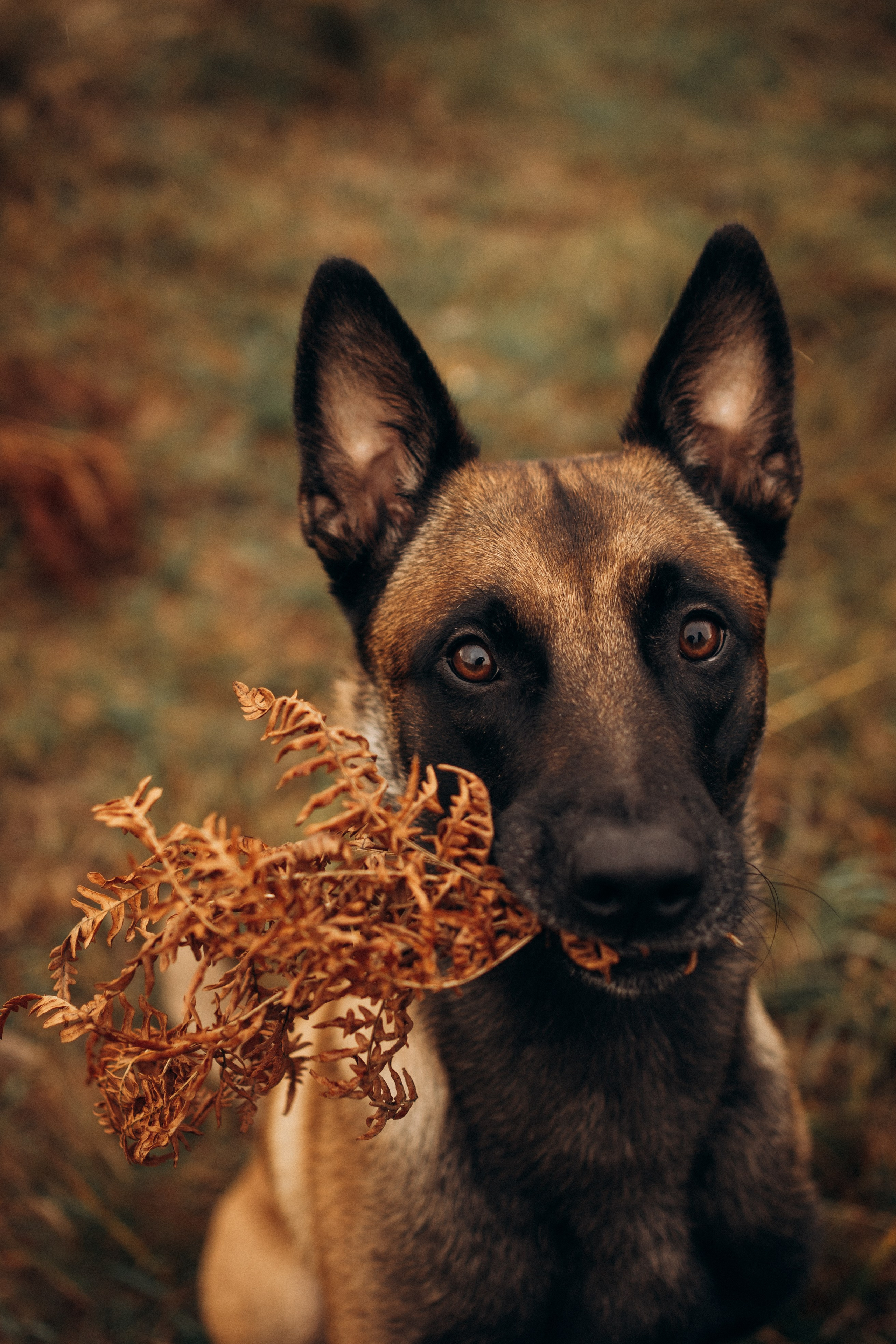Вика и Хельс. Фотограф-анималист Анастасия Большакова