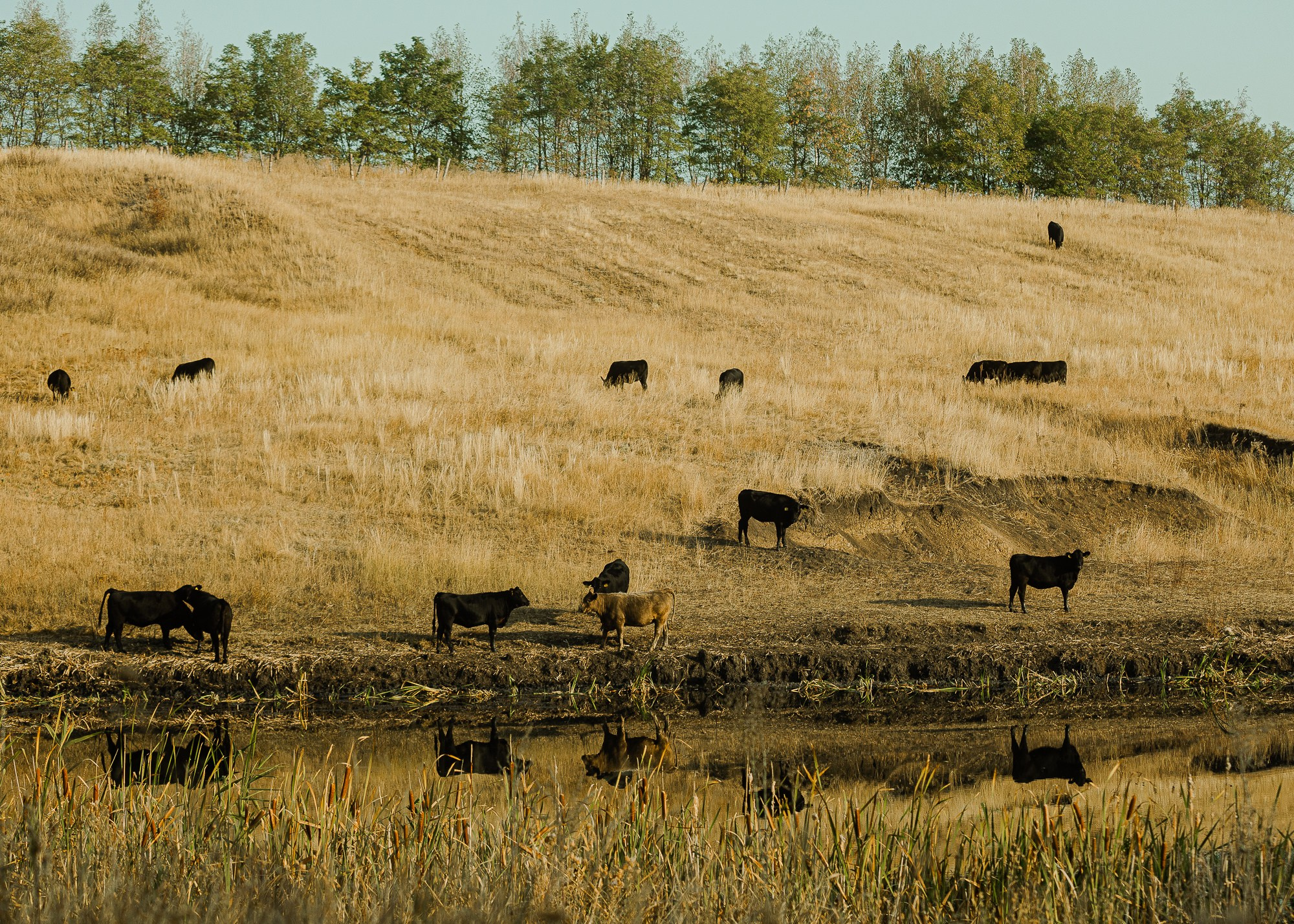 ЭкоНива — производитель молока № 1 в России