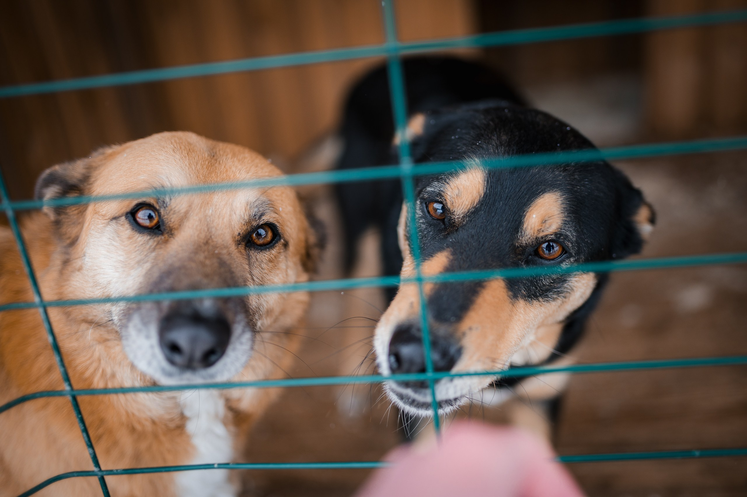 Эльза. Улыбка собаки — спасение и пристройство бездомных собак