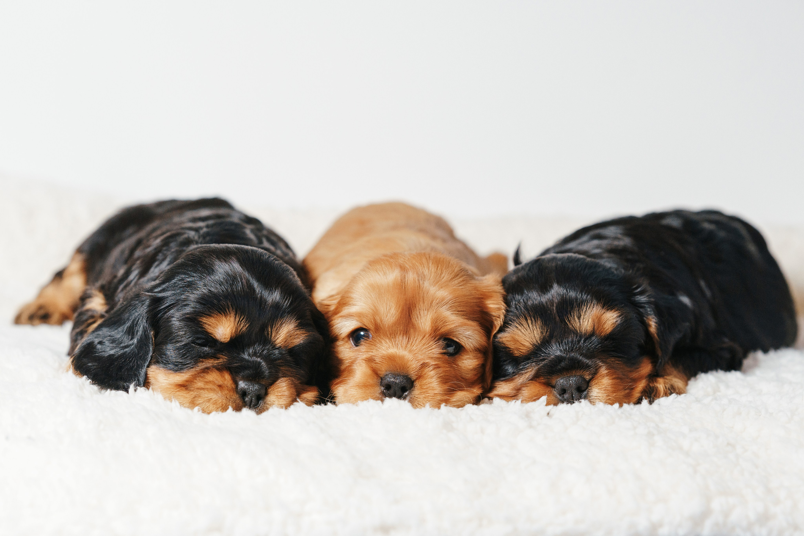 ККЧС. Фотограф анималист Осипчикова Мария