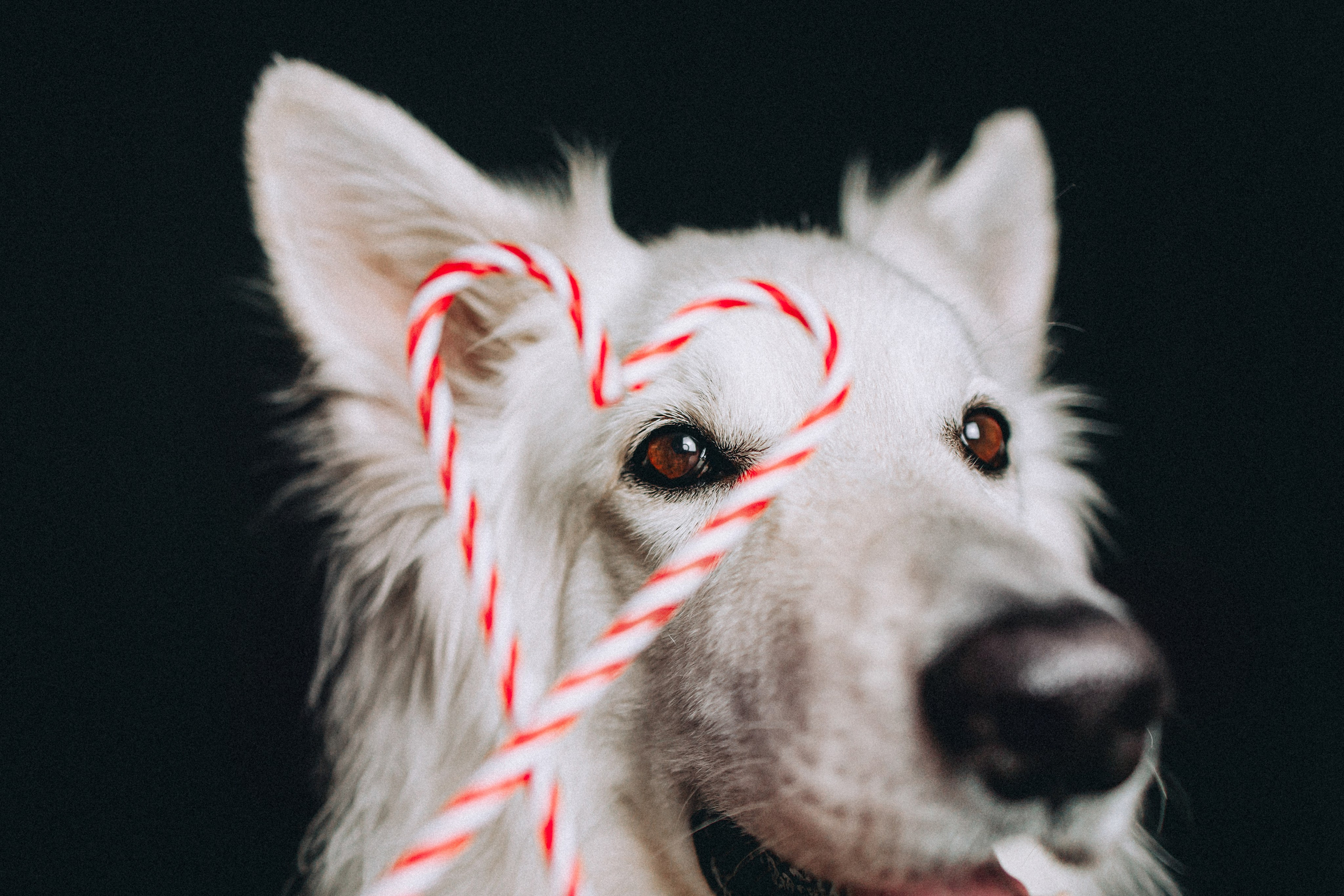 Джек, Бет и Кову