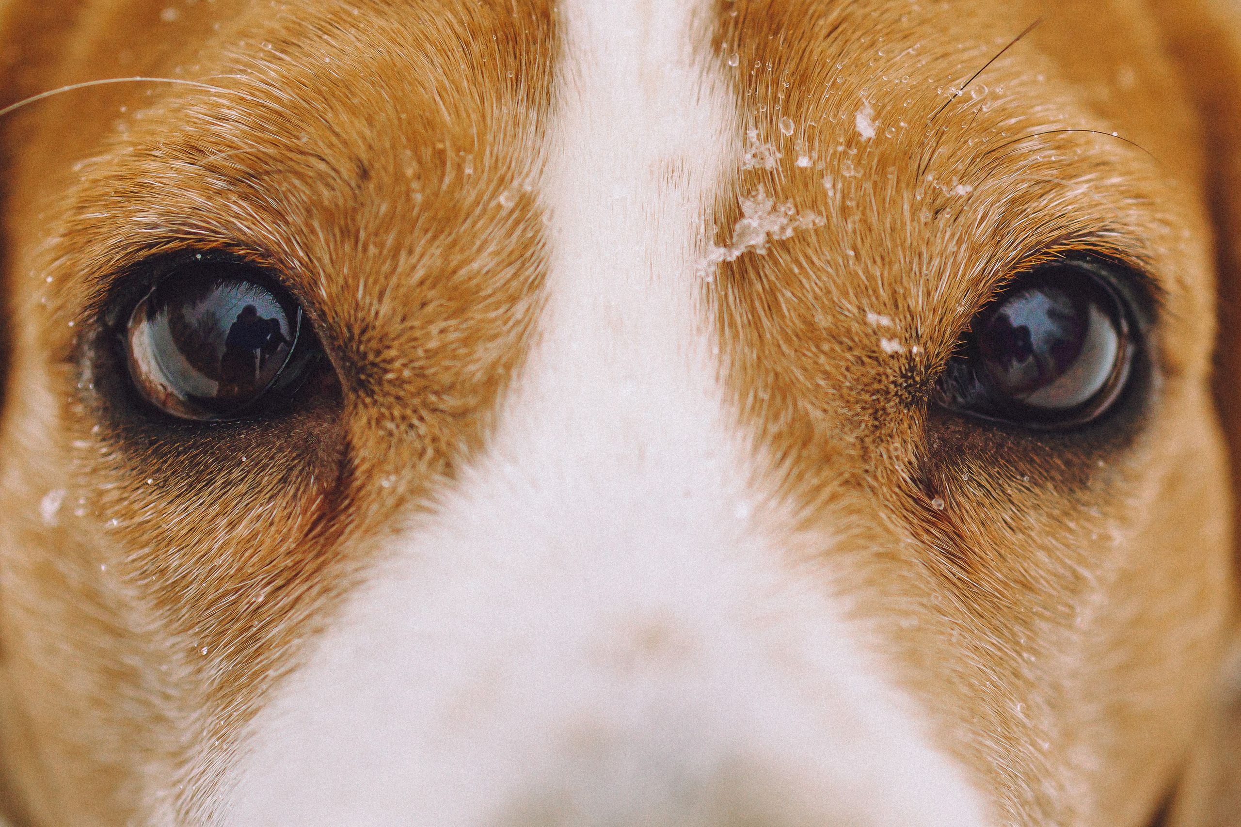 Роман, Портер и Коррес