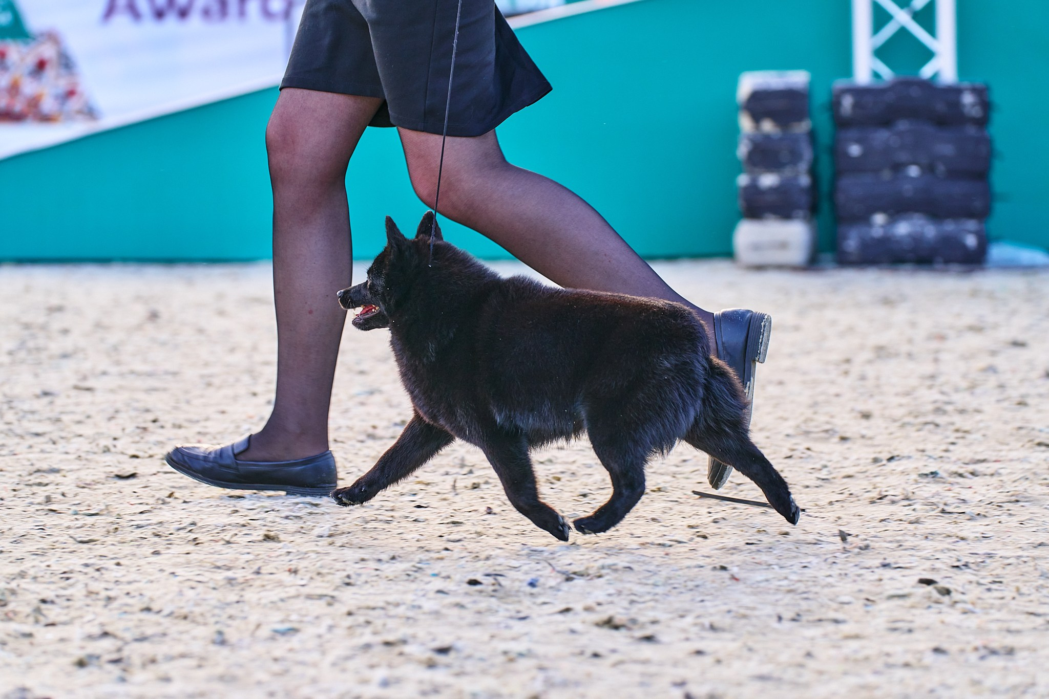 08.06.2024 «РОССИЯ. КУБОК РКФ 2024»