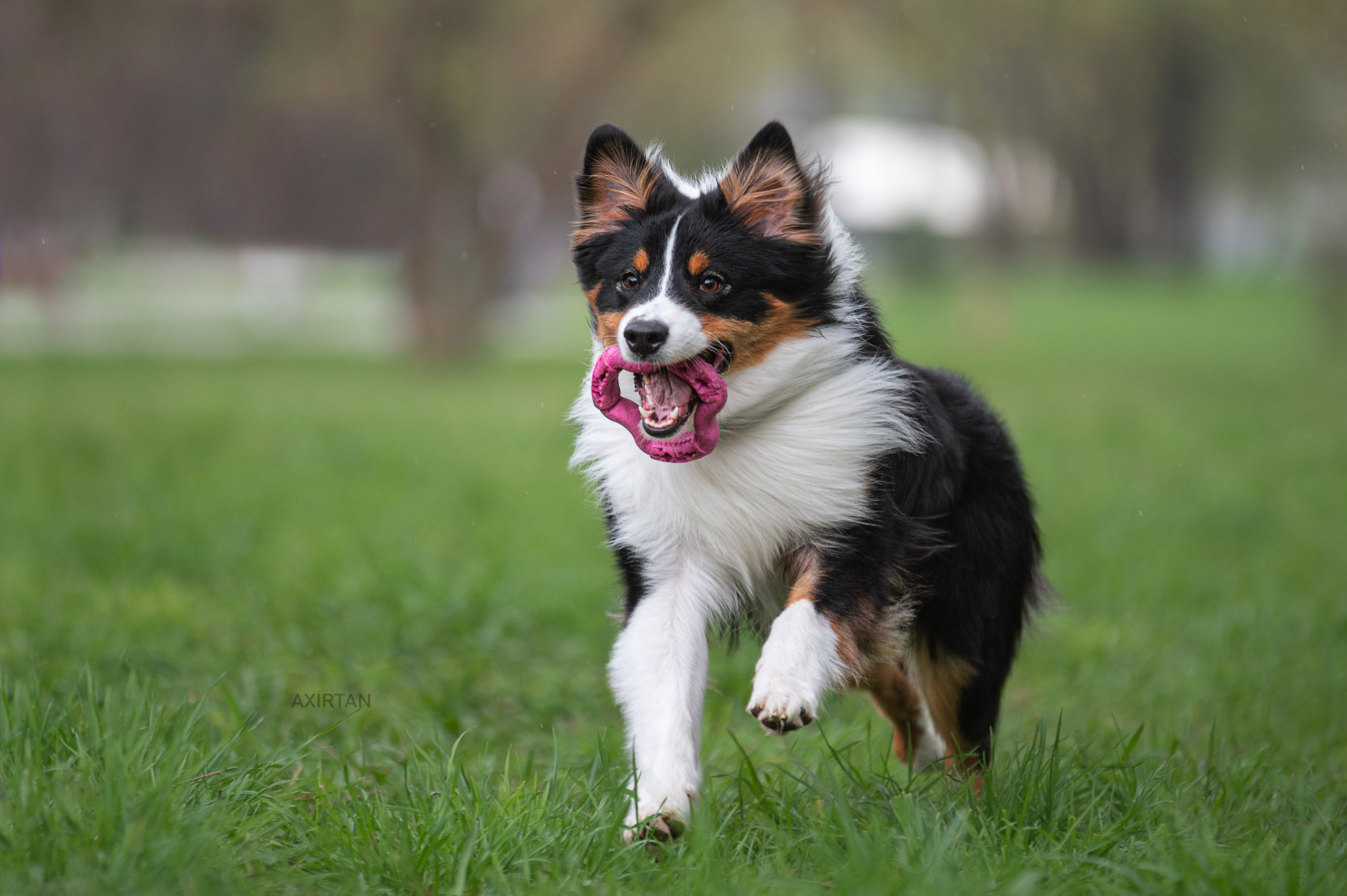 Рем. BLGKV питомник собак