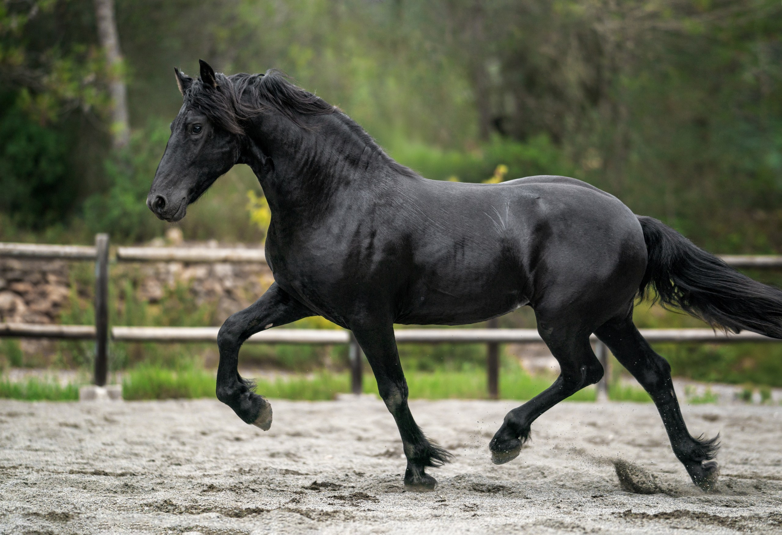 Фризский жеребец Rayven. 2 года. Продаётся. Friesian Alliance. Фризы Росиии