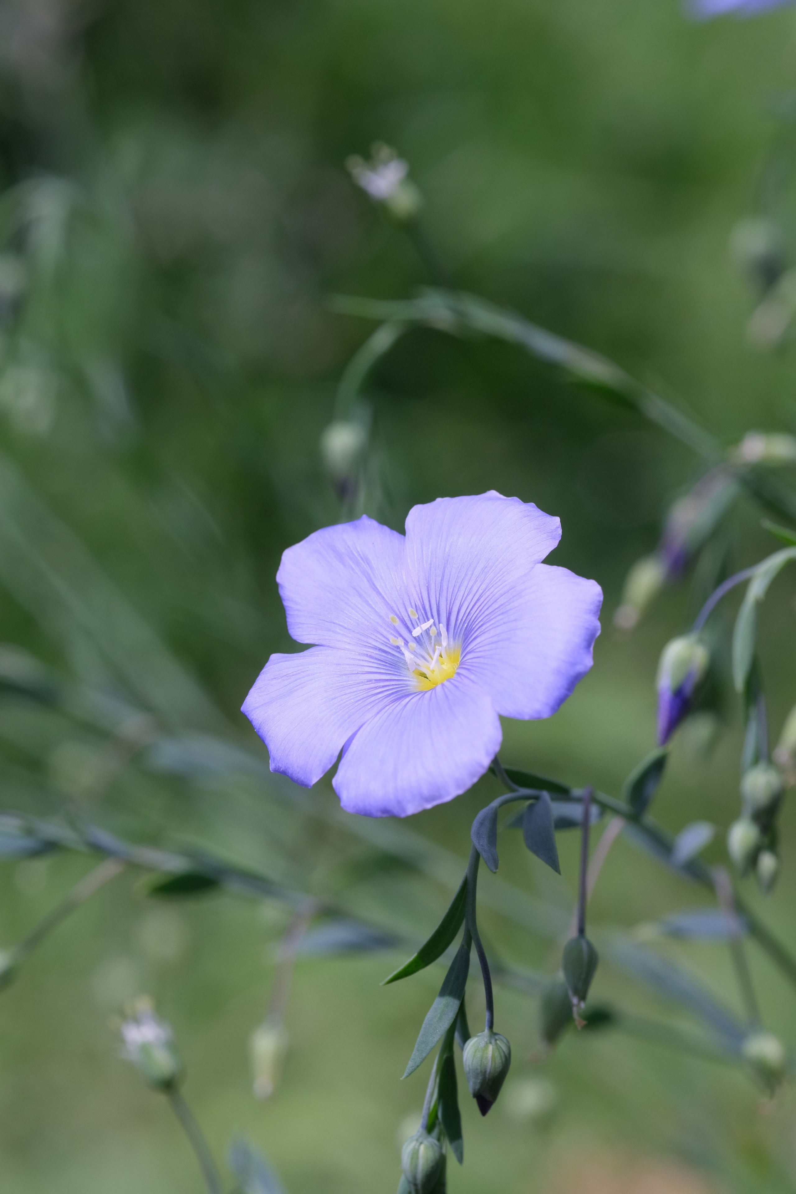 Caléndula officinális Лён многолетний