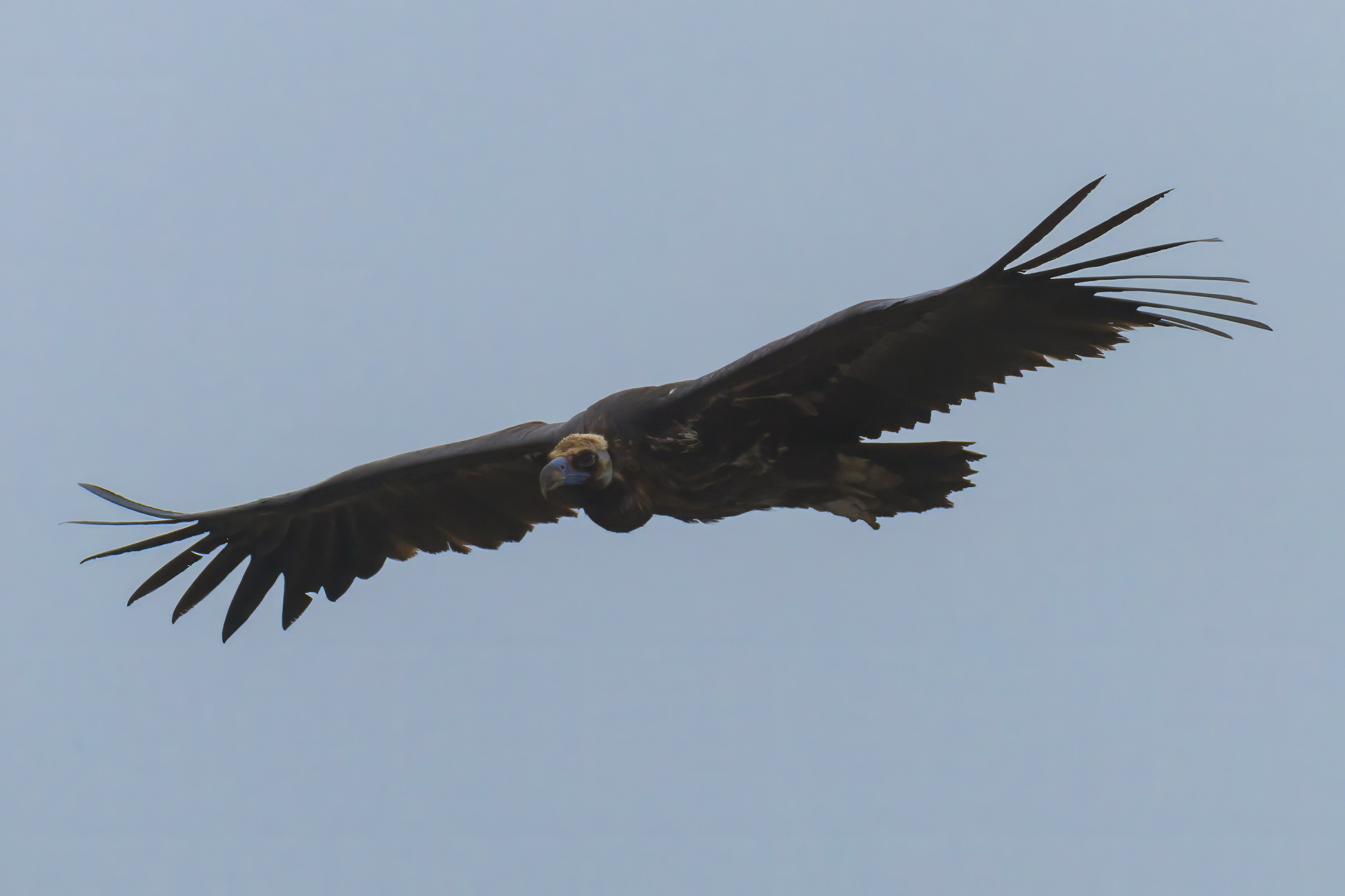 Белоголовый Сип. Красная книга. Photomantis