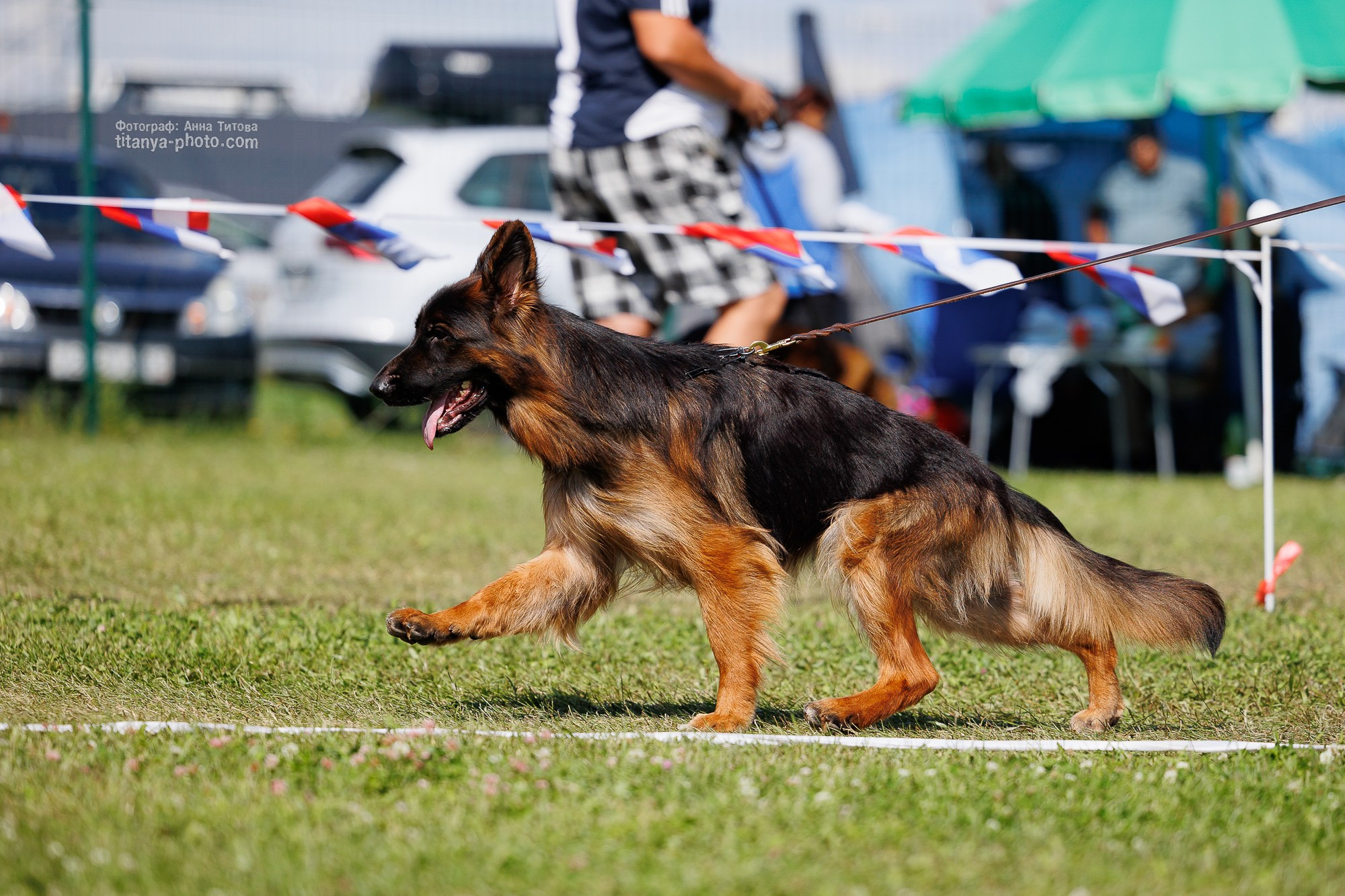 Немецкие овчарки: фото из рингов и вне ринга, мутпроба (фотографии с выставок). Фотограф собак, фотограф-анималист Аня Титова (Titanya). Москва