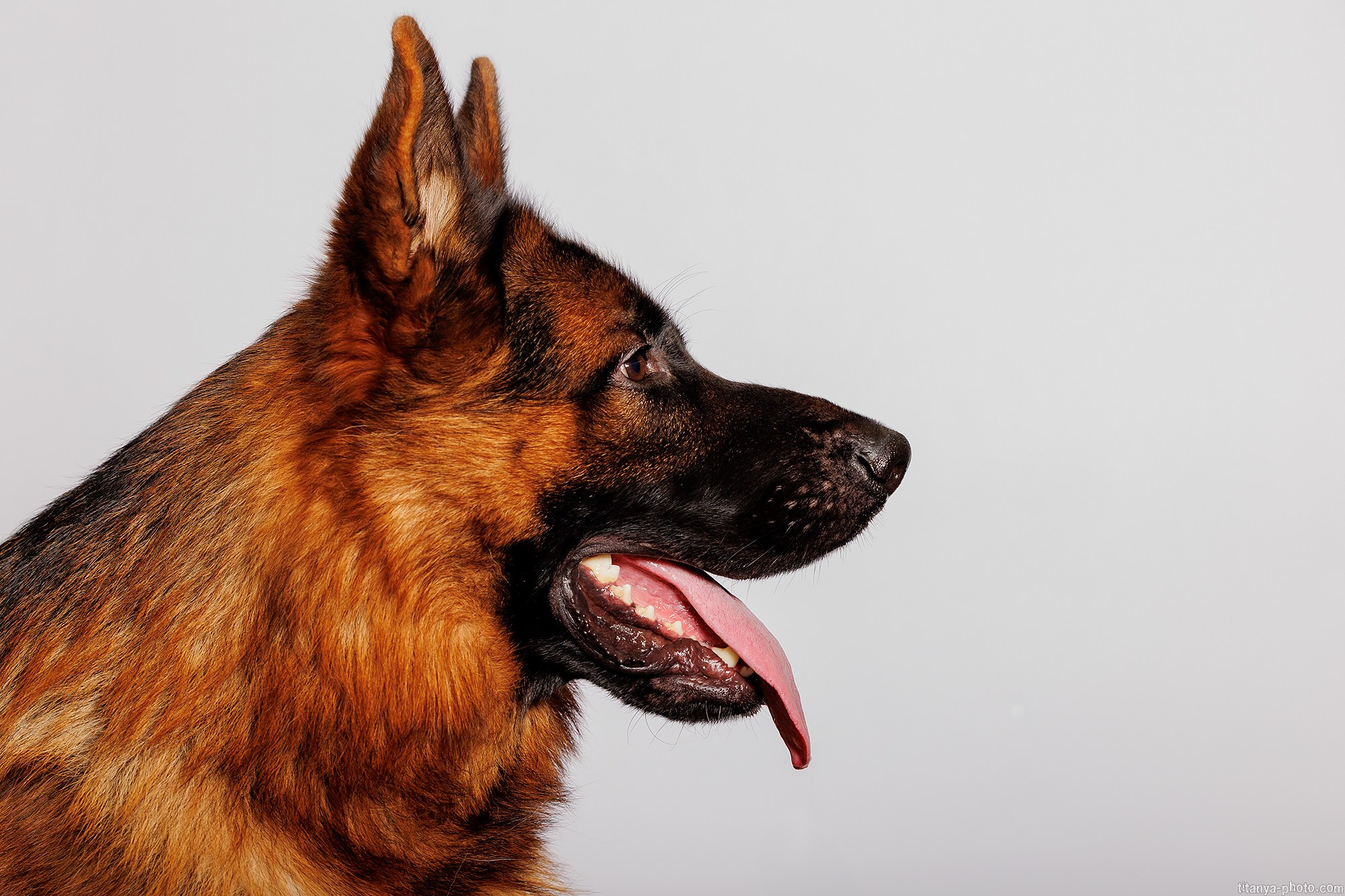 Фото немецких овчарок. Фотограф собак, фотограф-анималист Аня Титова (Titanya). Москва