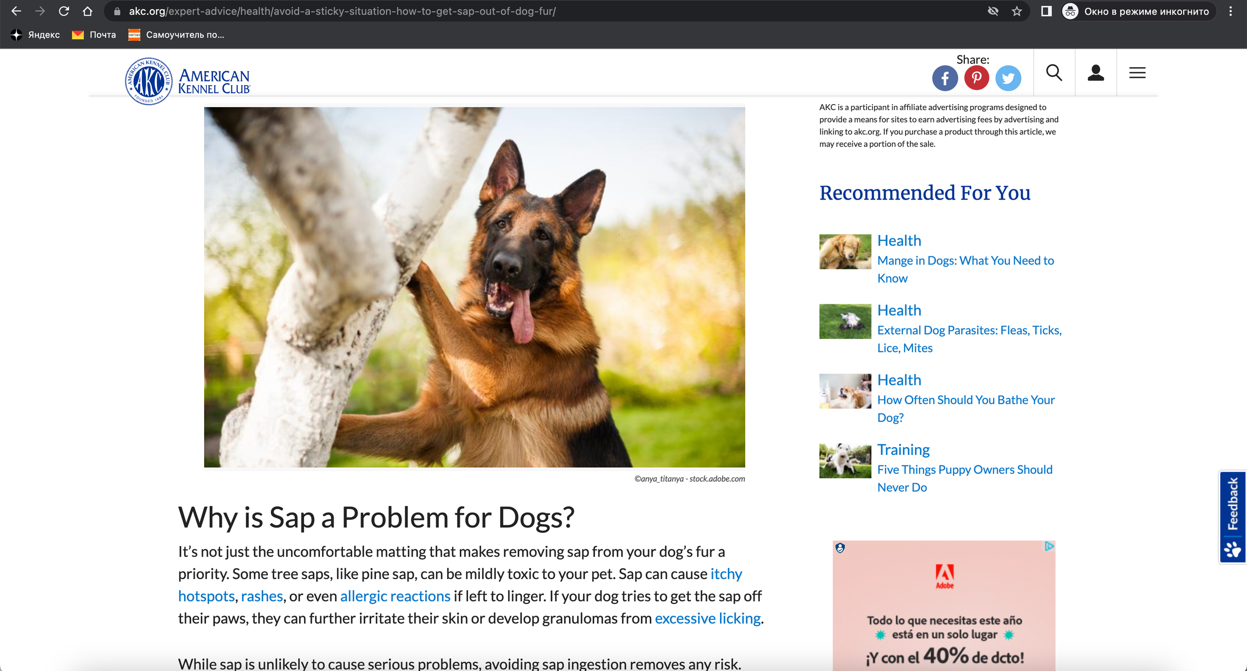 О фотографе TitAnya. Фотограф собак, фотограф-анималист Аня Титова (Titanya). Москва