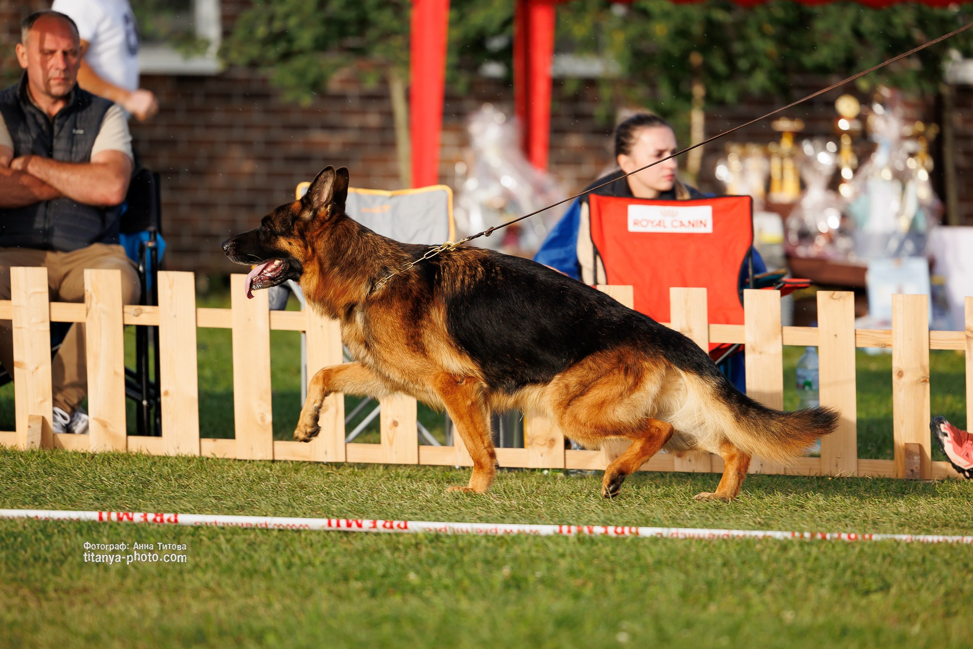 Немецкие овчарки: фото из рингов и вне ринга, мутпроба (фотографии с выставок). Фотограф собак, фотограф-анималист Аня Титова (Titanya). Москва