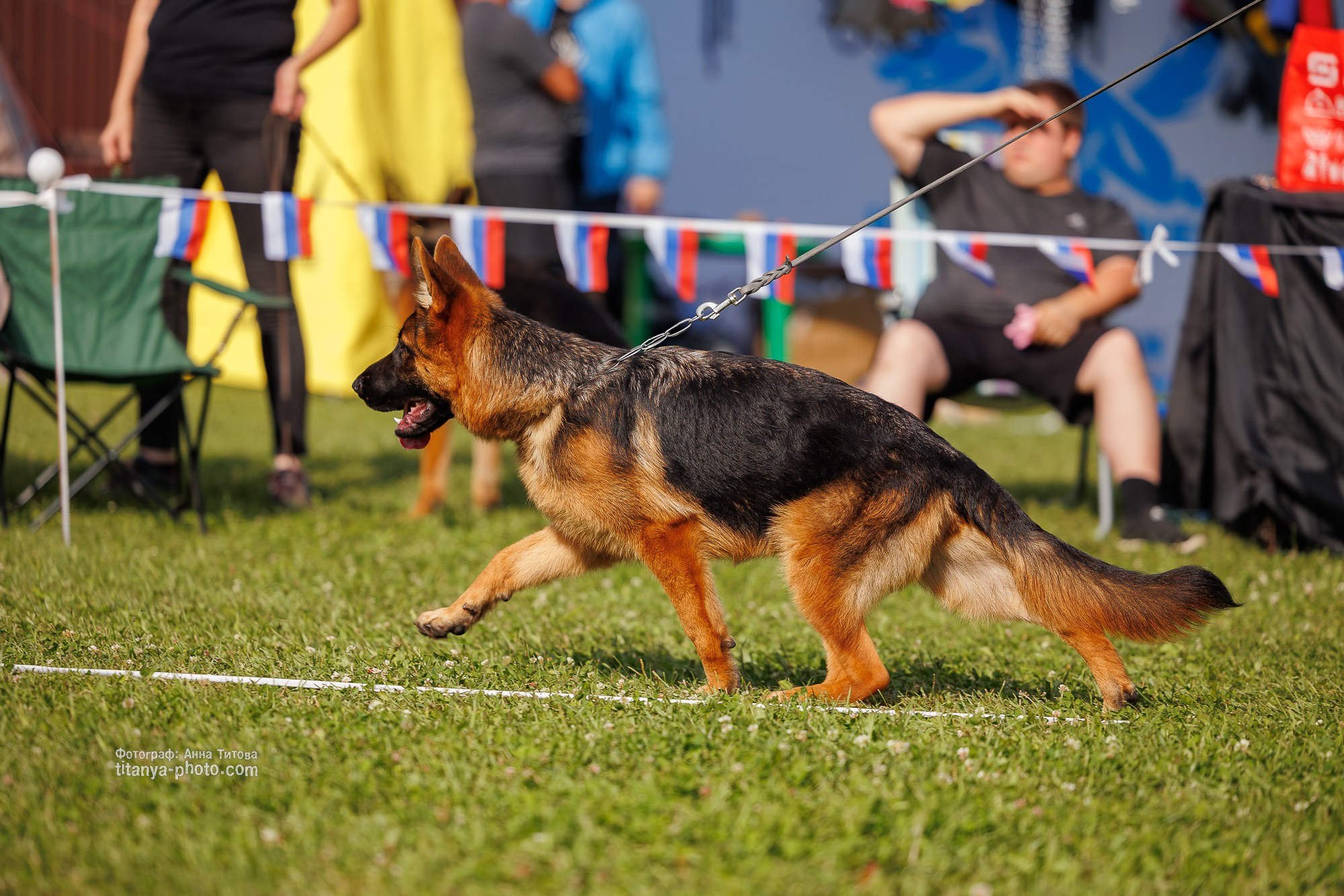 Немецкие овчарки: фото из рингов и вне ринга, мутпроба (фотографии с выставок). Фотограф собак, фотограф-анималист Аня Титова (Titanya). Москва