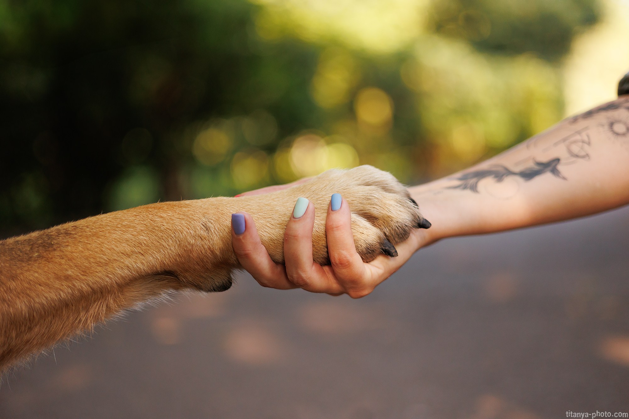 Маша и Харпи. Фотограф собак, фотограф-анималист Аня Титова (Titanya). Москва