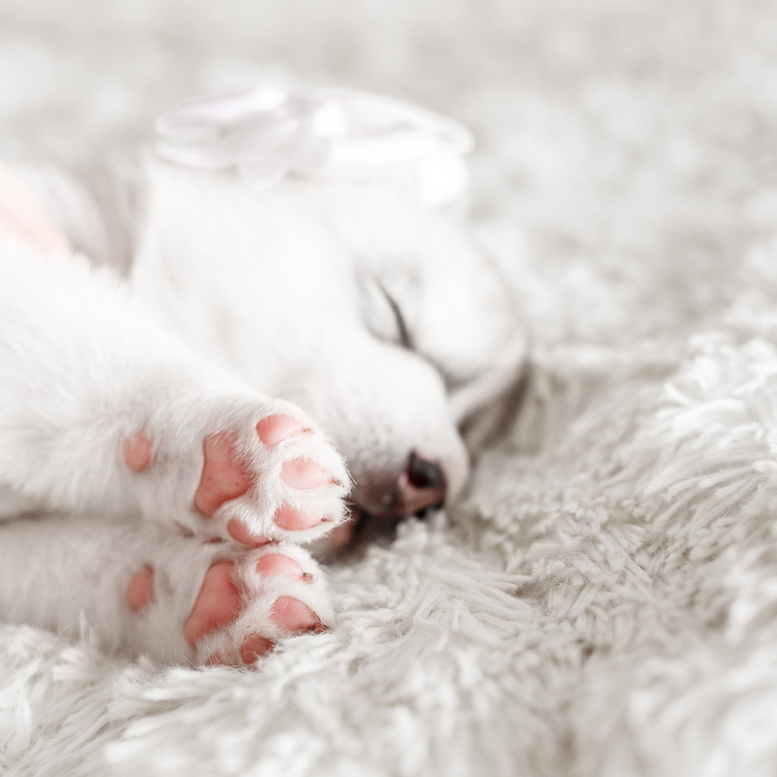 Собаки, кошки и др. животные. Семейный фотограф в Екатеринбурге