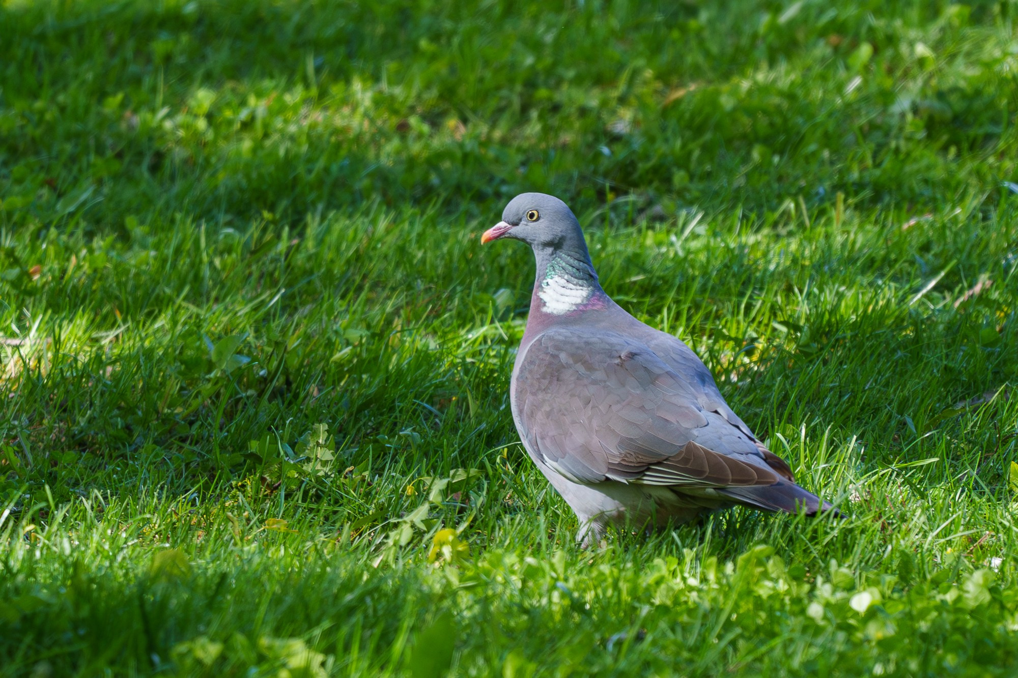 Удивительные мир птиц. Вокруг нас столько прекрасного — присмотритесь!. Ваш личный фотограф Марина Волкова