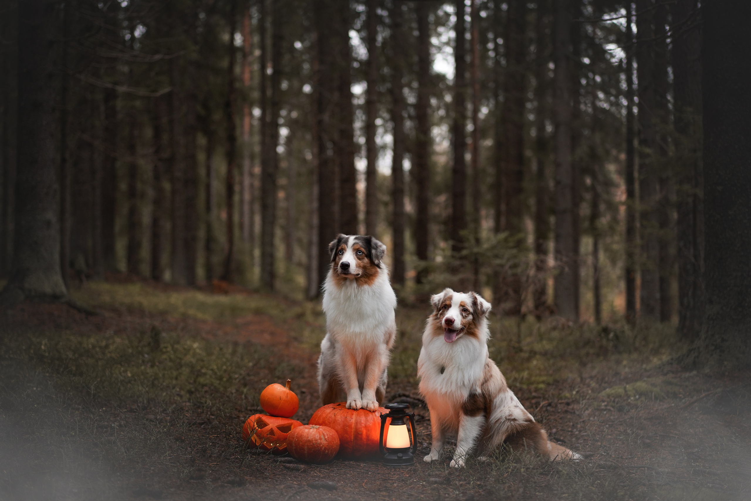 Аусси Хэллоуин 24. Фотограф-анималист в Санкт-Петербурге Яна Мартынова