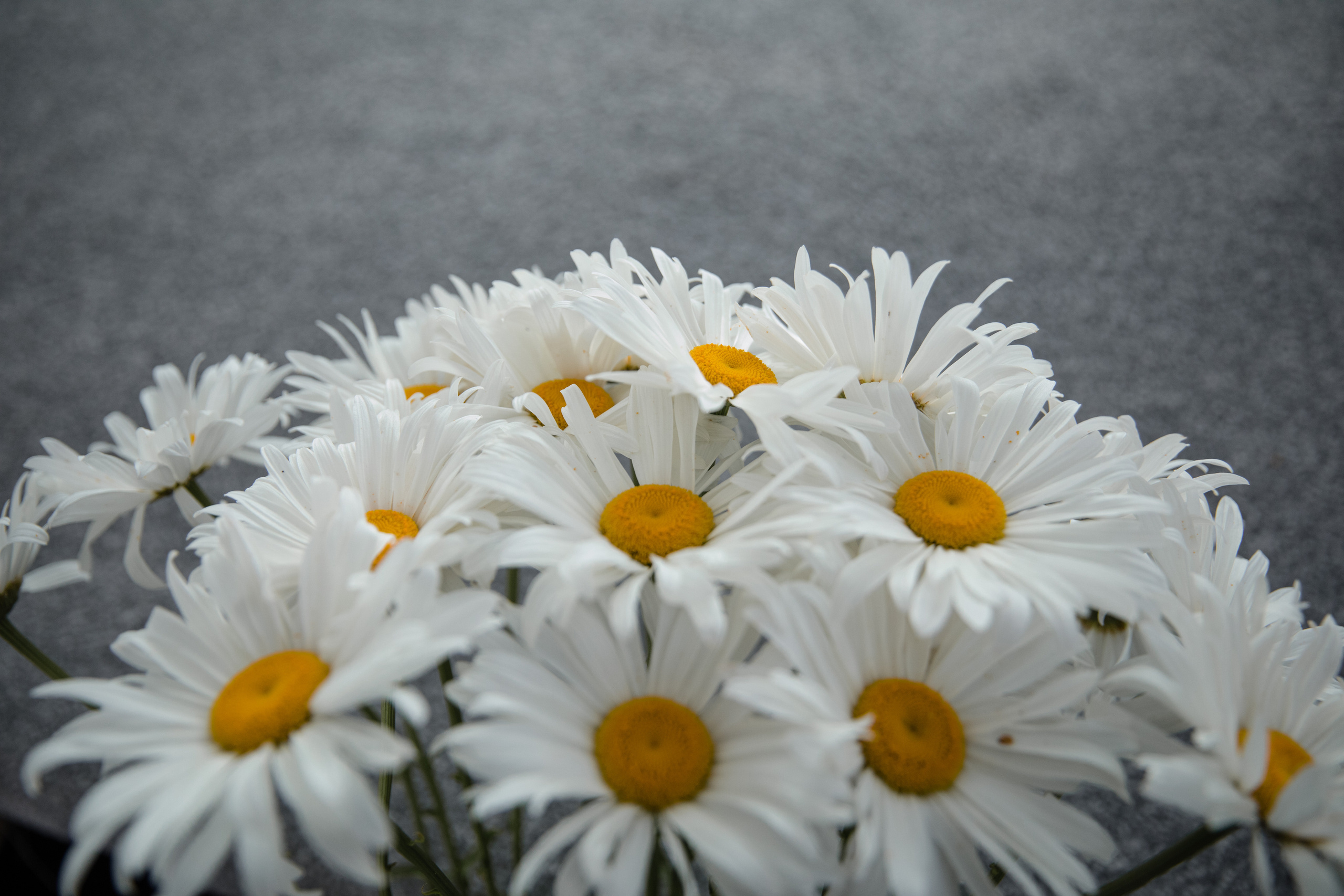 Анонс свадьбы Вячеслав и Анастасия. Свадебный фотограф в Алматы Николай Киреев
