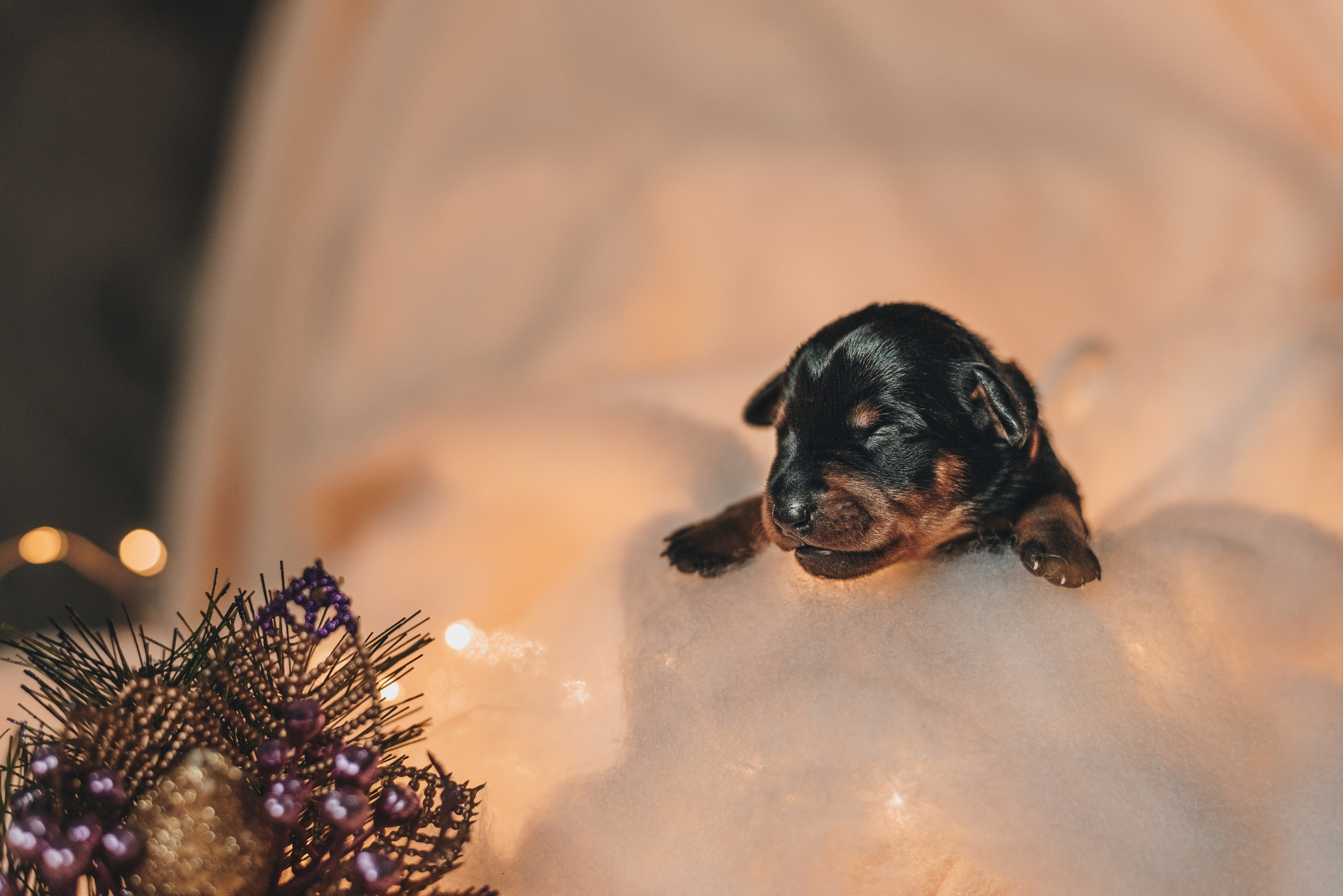 Pinschers. Natalia Finch Photography — Family, Kids & Pet Photographer in Chicago, IL