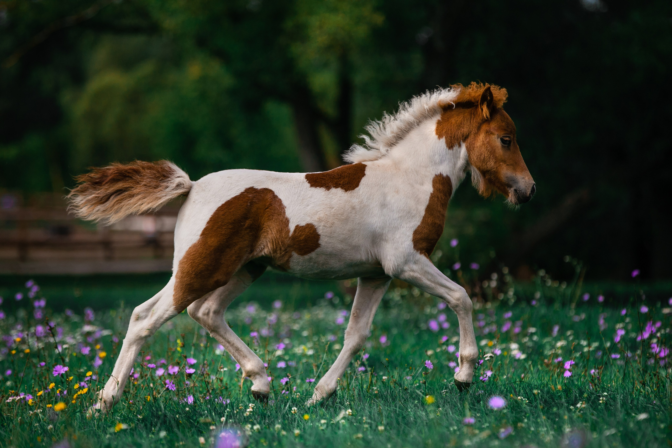 В движении. Фотограф-анималист Ксендзова Кристина