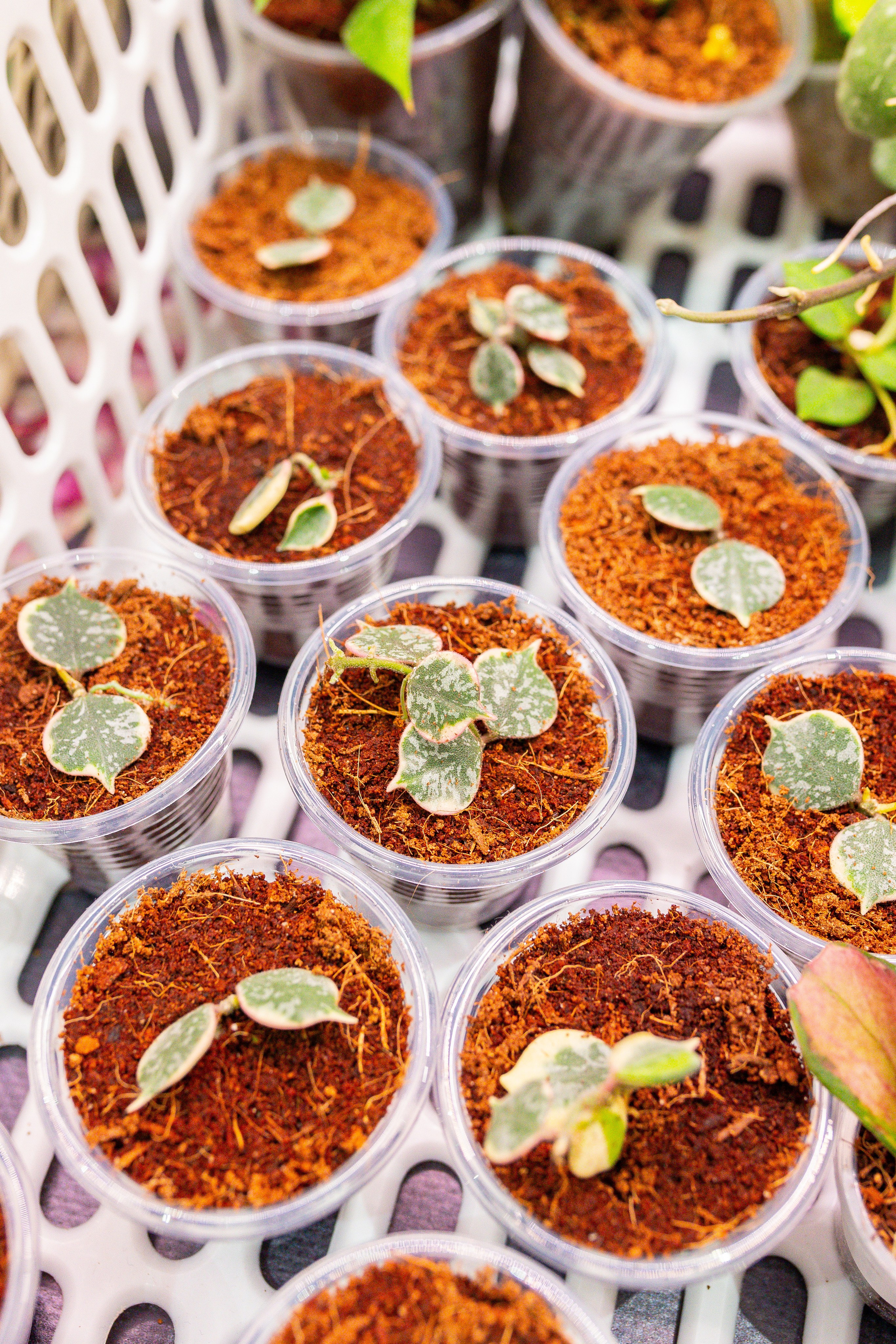 Монстериум 11–12 октября. Александра Куликова фотограф, Москва