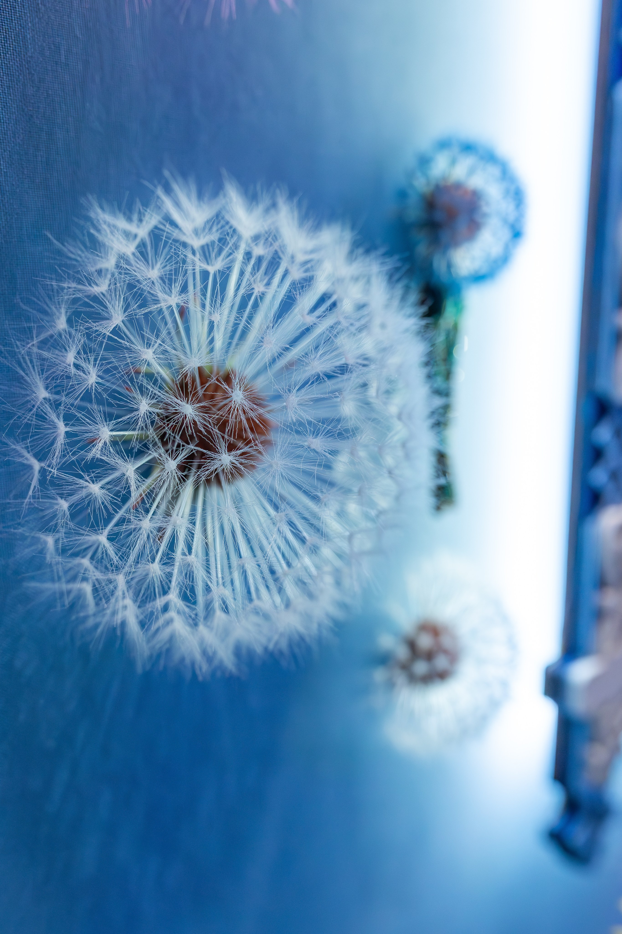 ART FLECTION. Александра Куликова фотограф, Москва