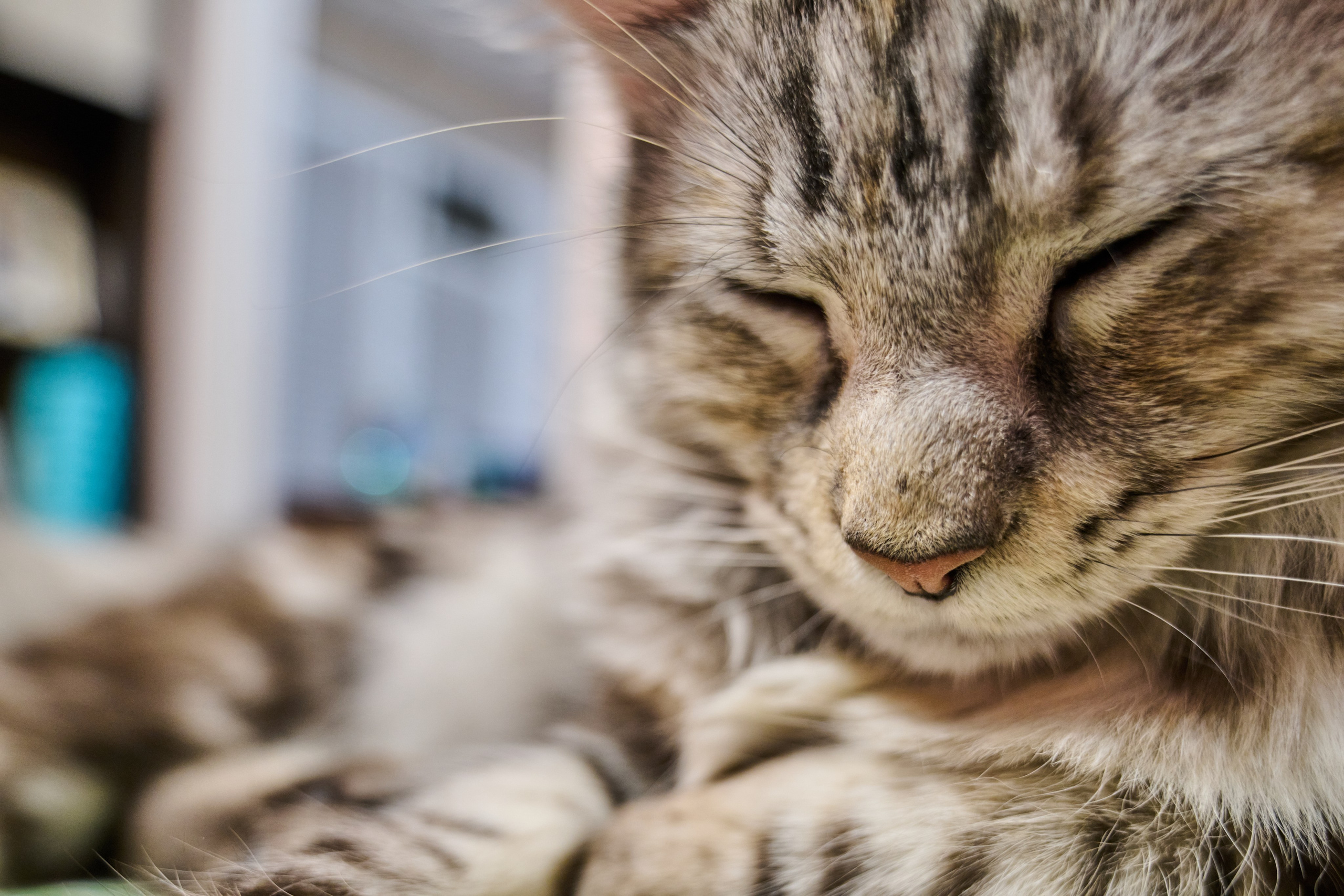 «Белка» — проба на tilt-shift 24 мм. Роман Свободный — интерьерная и архитектурная съёмка, Москва и МО